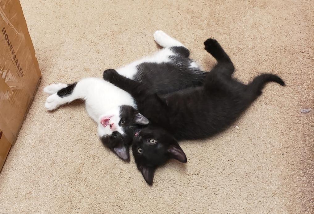 Ravyn, a ADOPTABLE Domestic Short Hair in Sayreville, NJ image 5/5