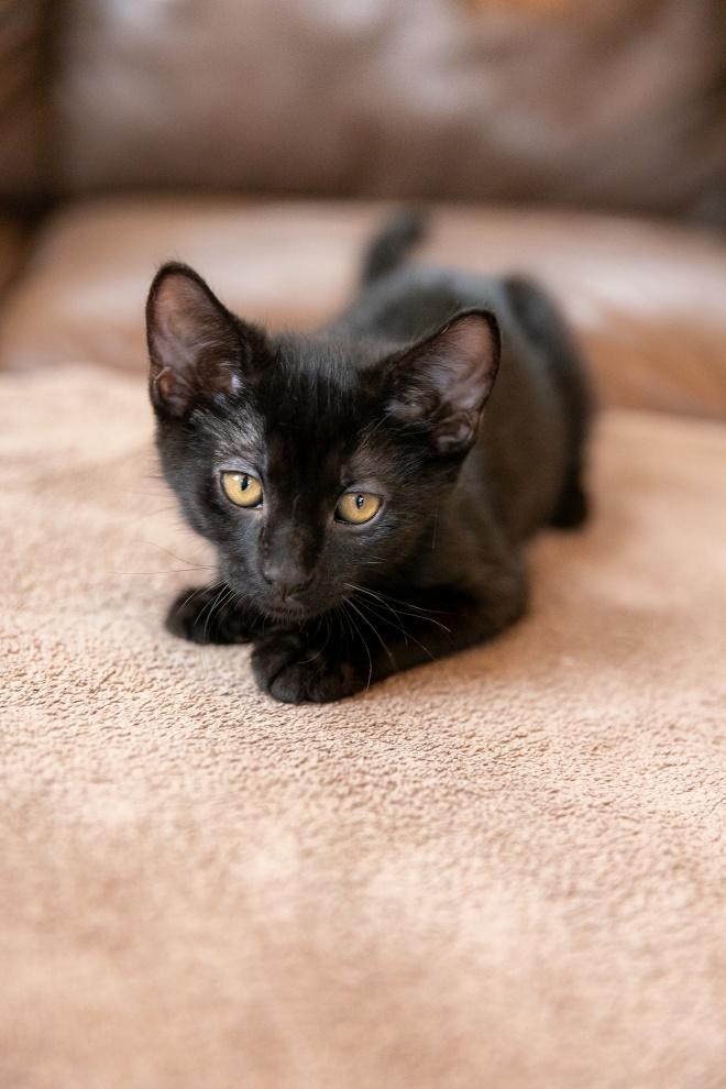Ravyn, a ADOPTABLE Domestic Short Hair in Sayreville, NJ image 5/5