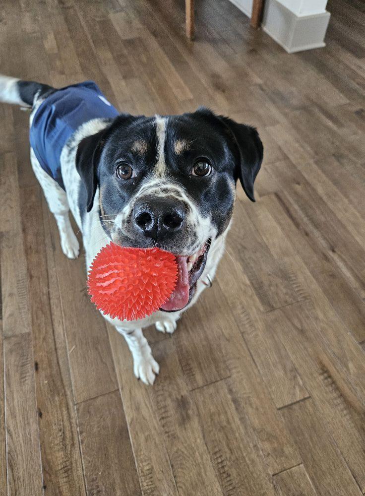Sarge, a Adoptable mixed breed in Whitestown, IN image 1/6