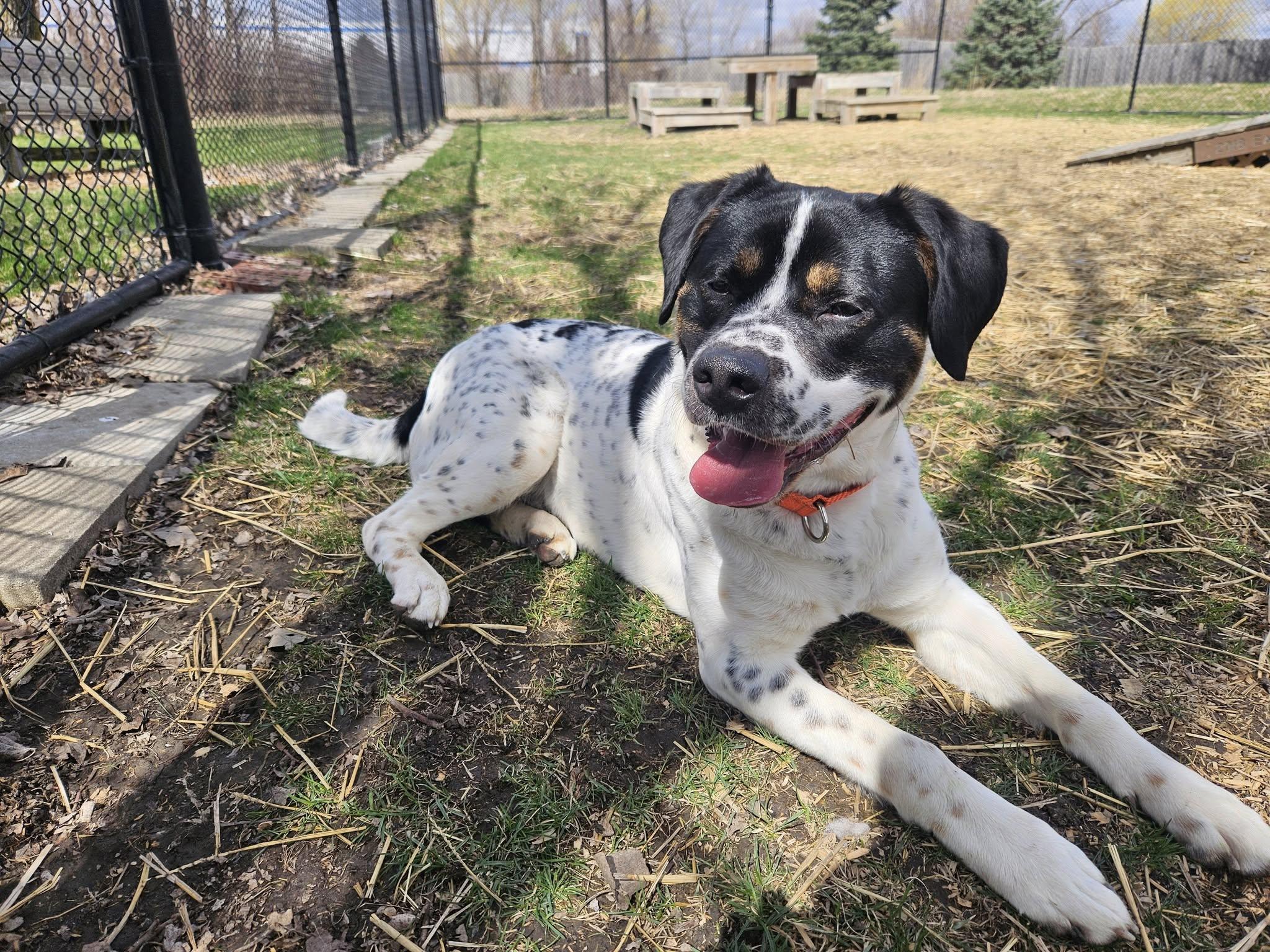 Sarge, a Adoptable mixed breed in Whitestown, IN image 2/6