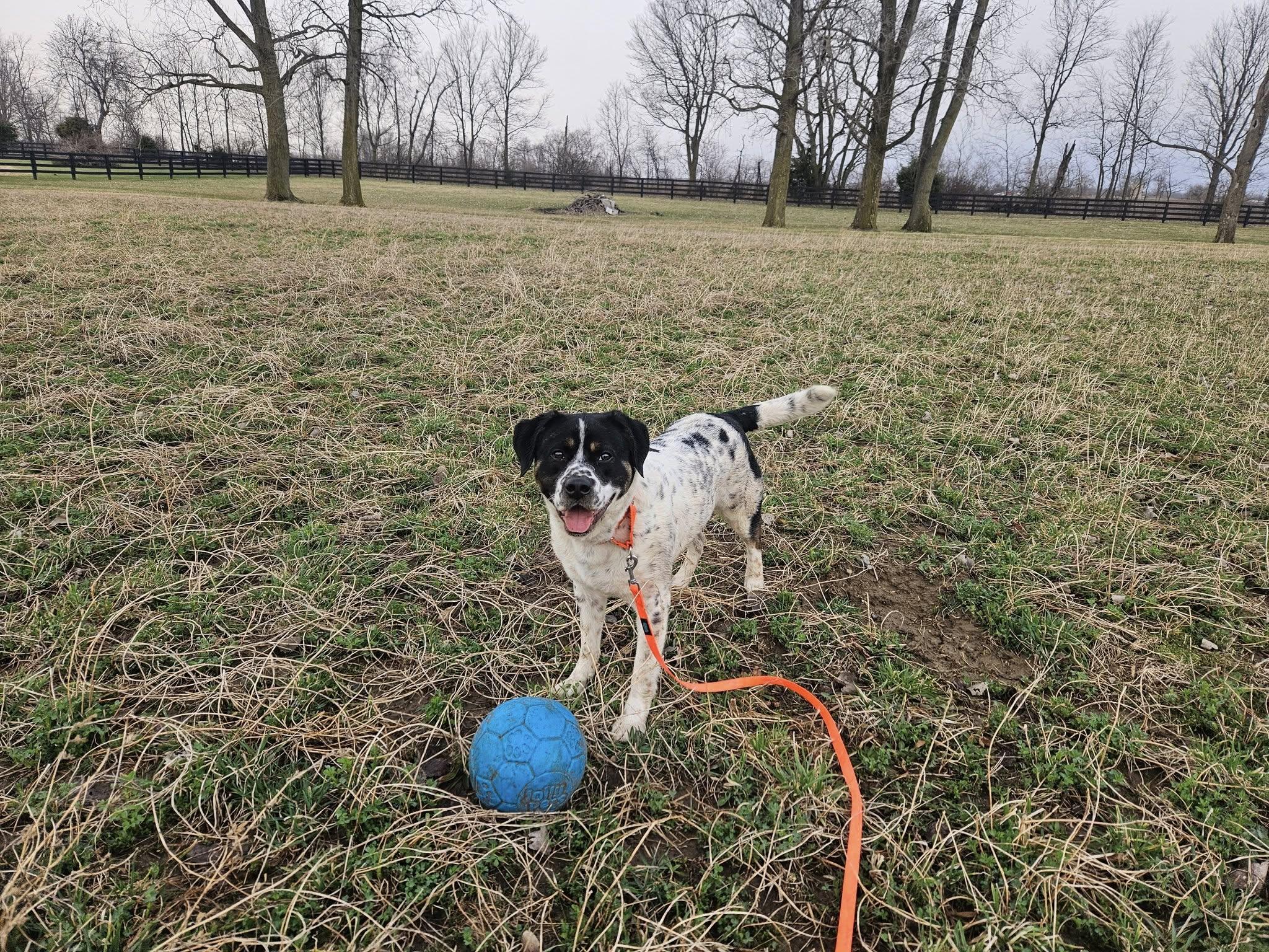 Sarge, a Adoptable mixed breed in Whitestown, IN image 3/6