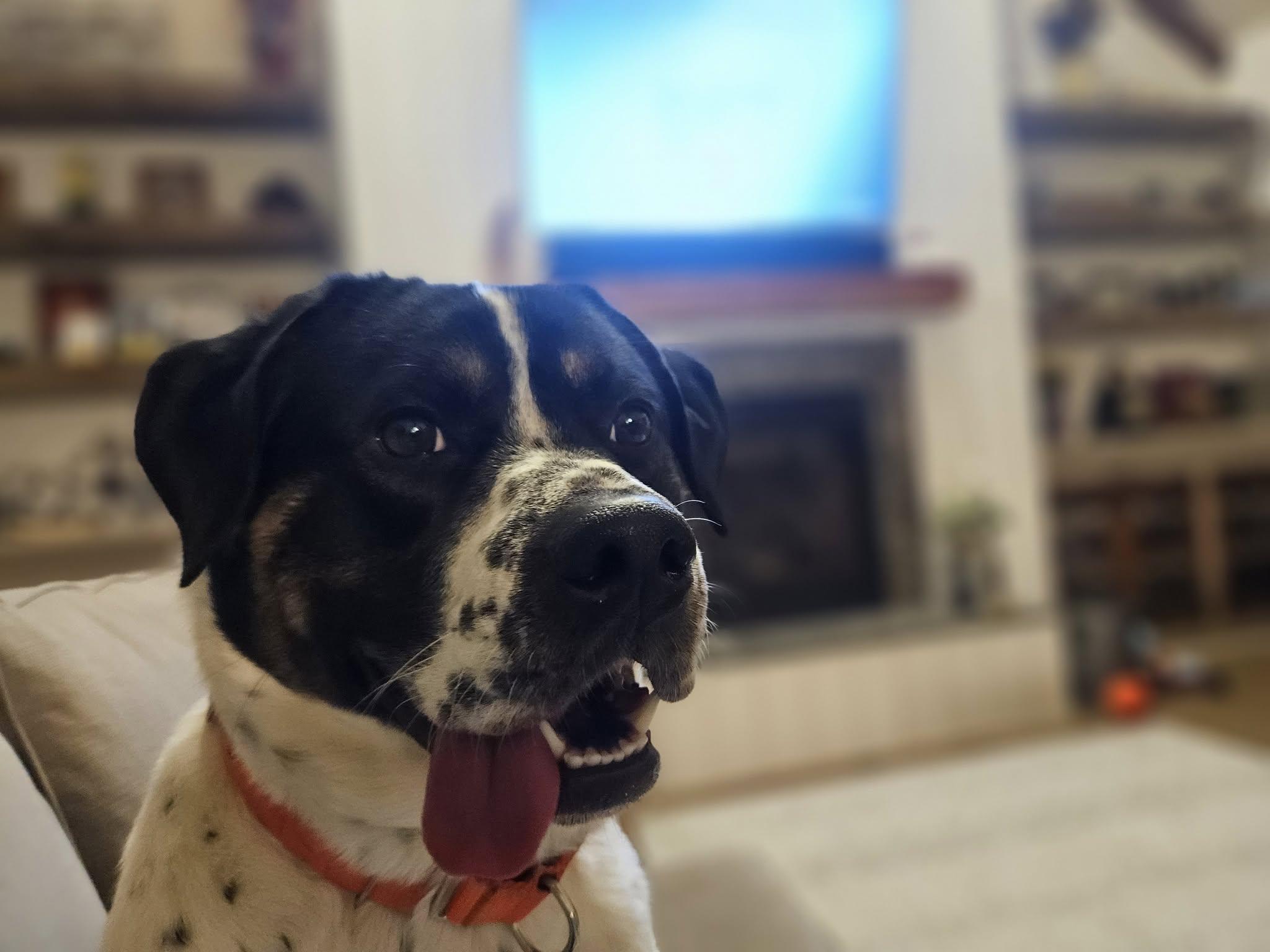 Sarge, a Adoptable mixed breed in Whitestown, IN image 4/6