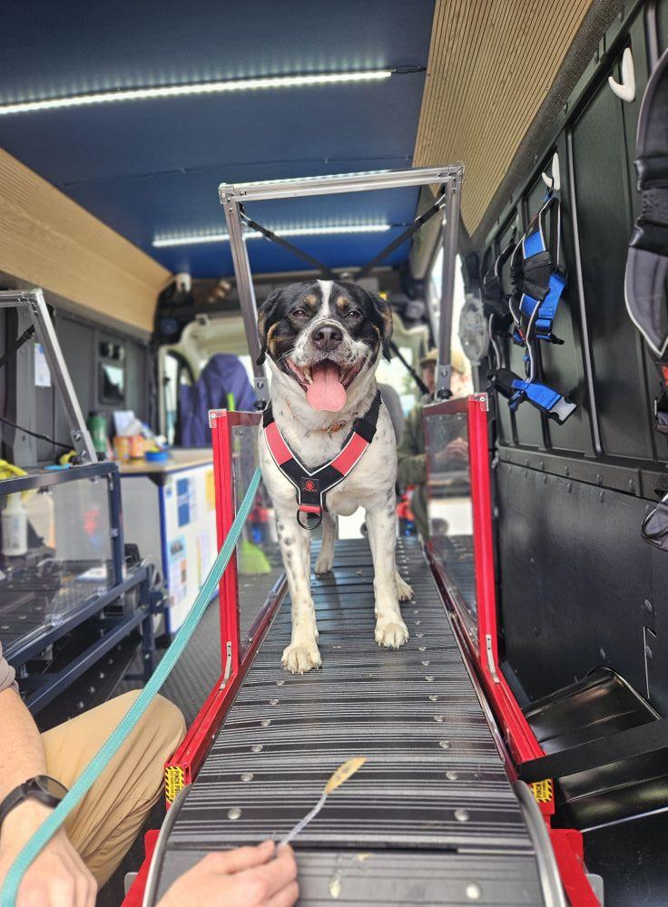 Sarge, Adoptable, Young Male Australian Cattle Dog / Blue Heeler & Great Pyrenees.