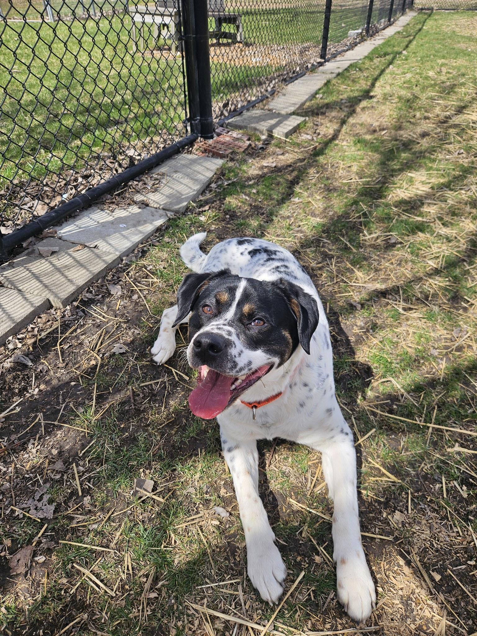 Sarge, a Adoptable mixed breed in Whitestown, IN image 6/6