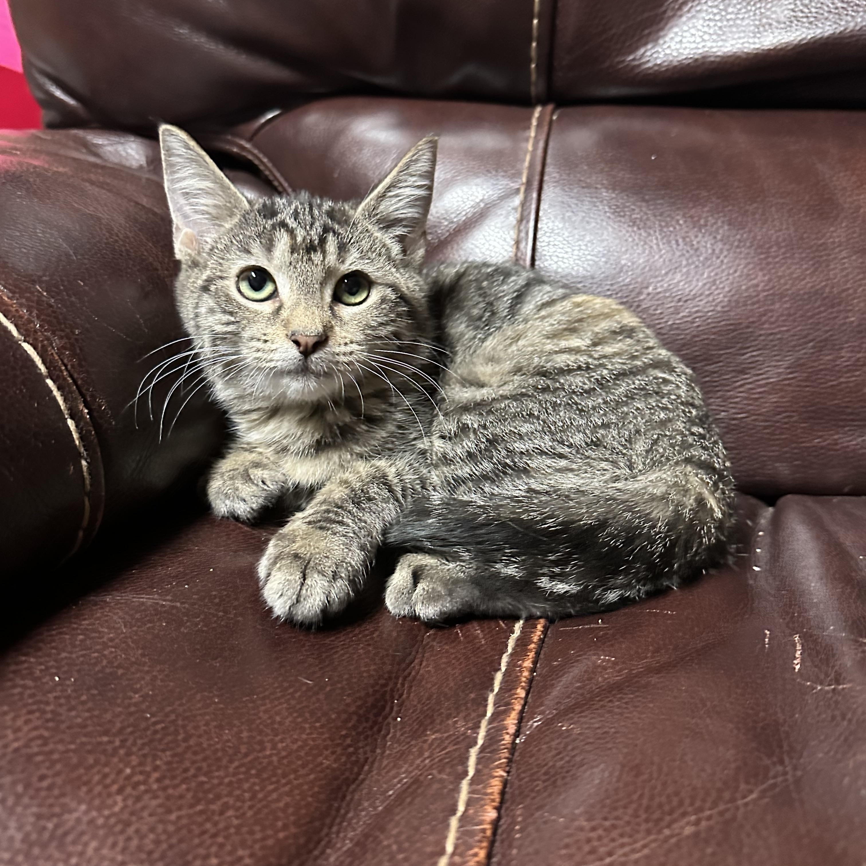 PINKY & THE BRAIN, an adoptable mixed breed in Warwick , RI image 5/6