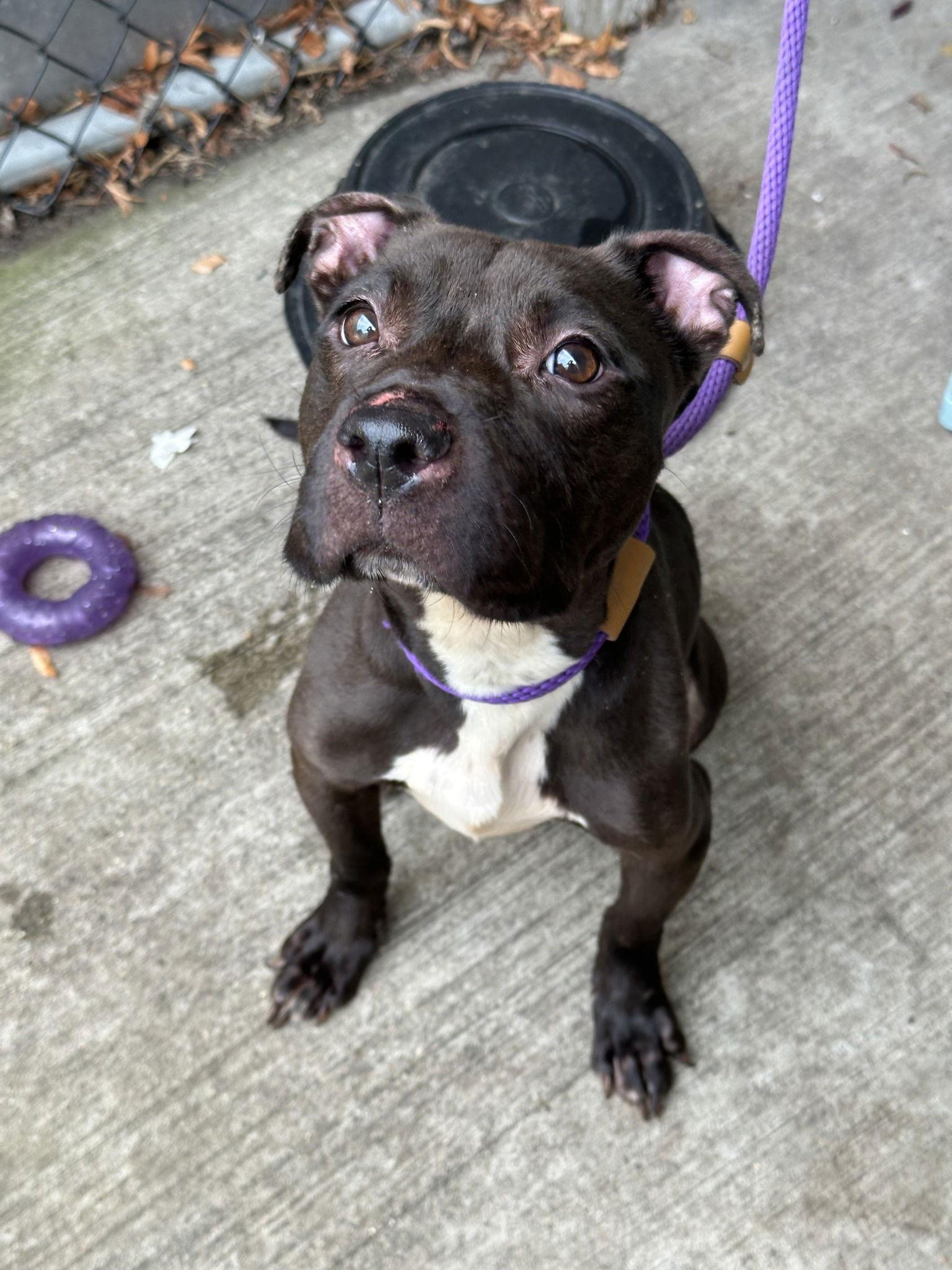 Enlarge Sesame, a Adoptable Pit Bull Terrier in Midlothian, IL image 3/3
