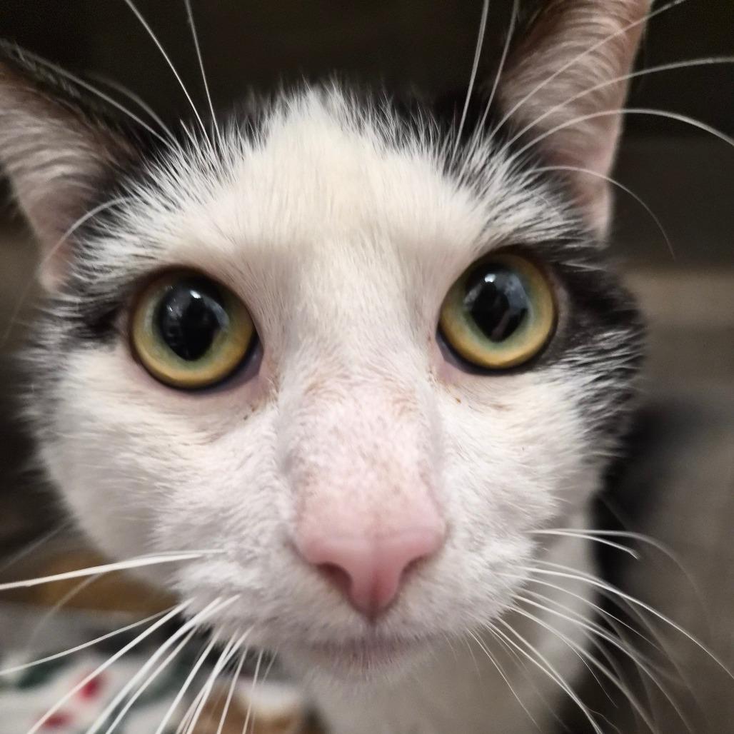Jack, Adoptable, Adult Male Domestic Short Hair.