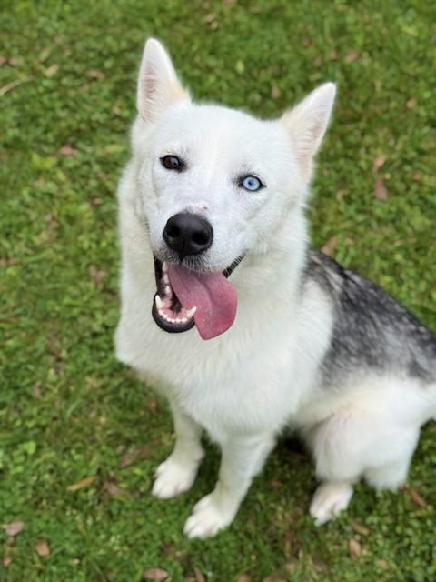 TIANA, Adoptable, Young Female Siberian Husky.