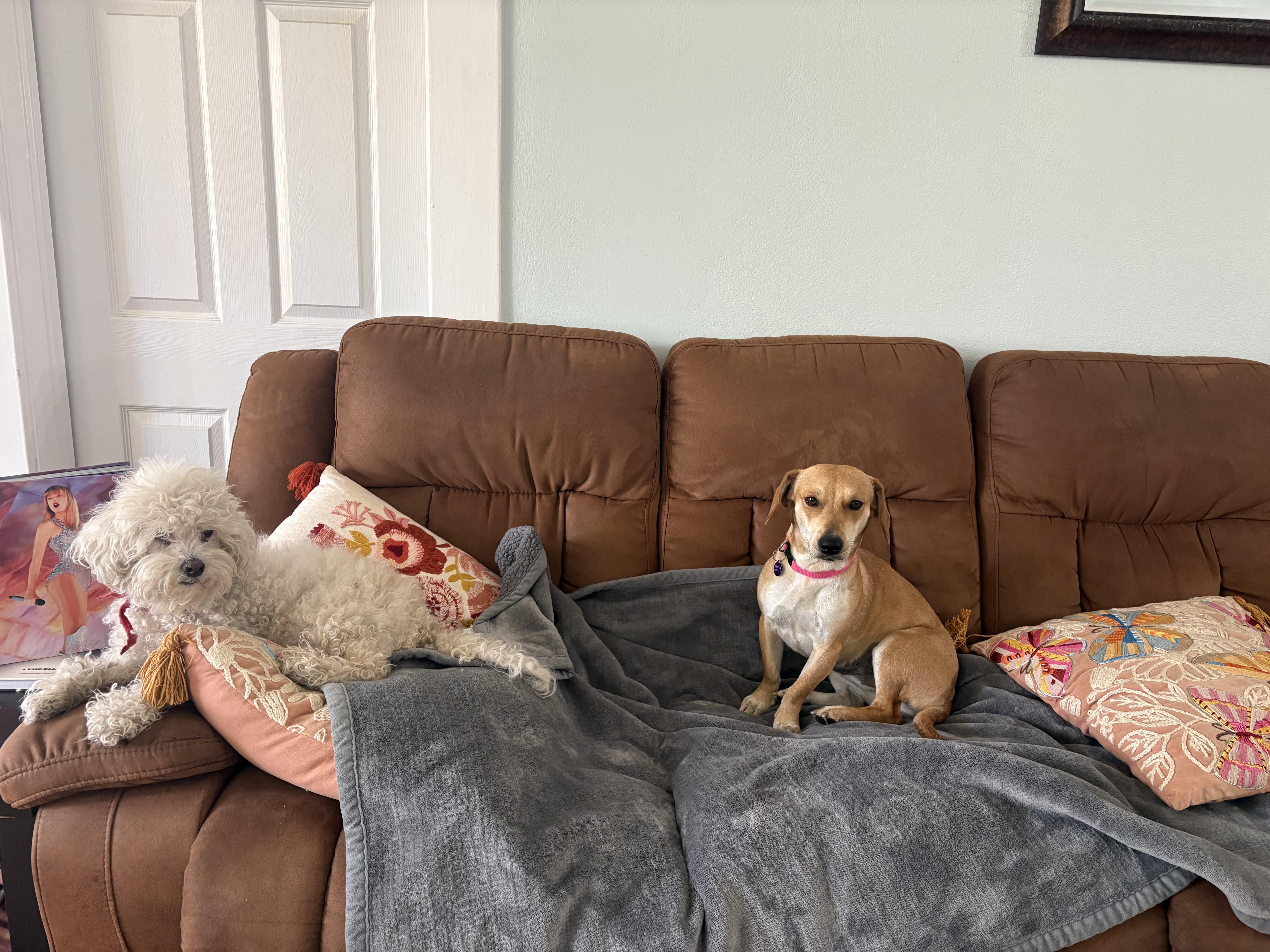 Tootsie, a Adoptable mixed breed in San Antonio, TX image 2/5