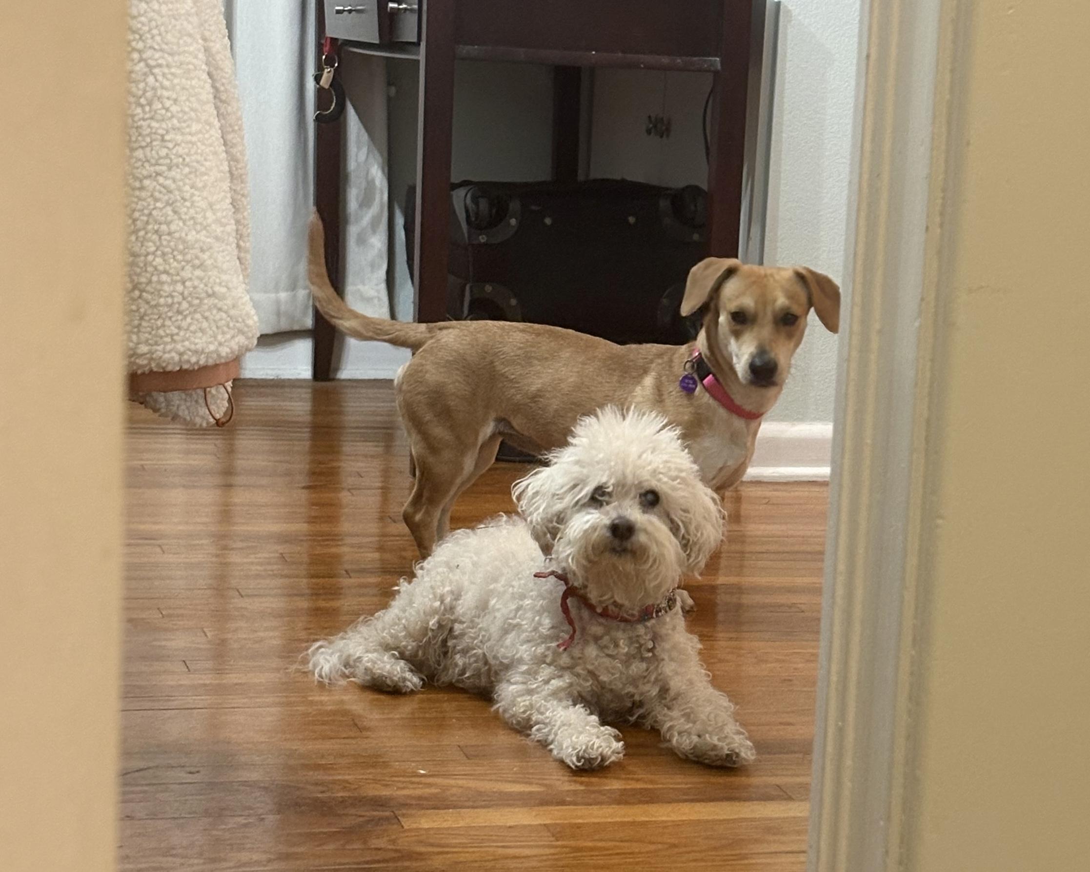 Tootsie, a Adoptable mixed breed in San Antonio, TX image 4/5