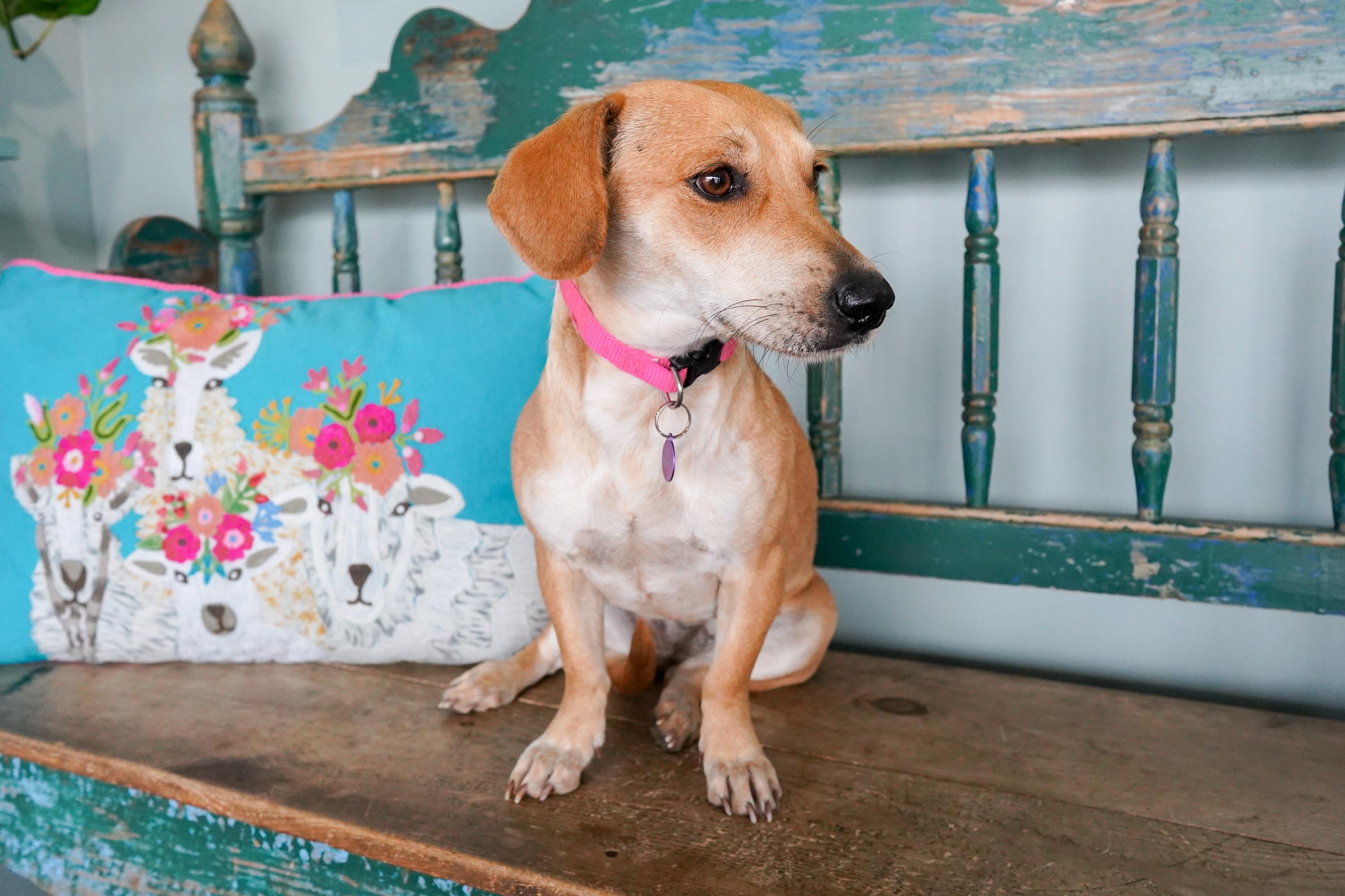 Tootsie, a Adoptable mixed breed in San Antonio, TX image 3/5