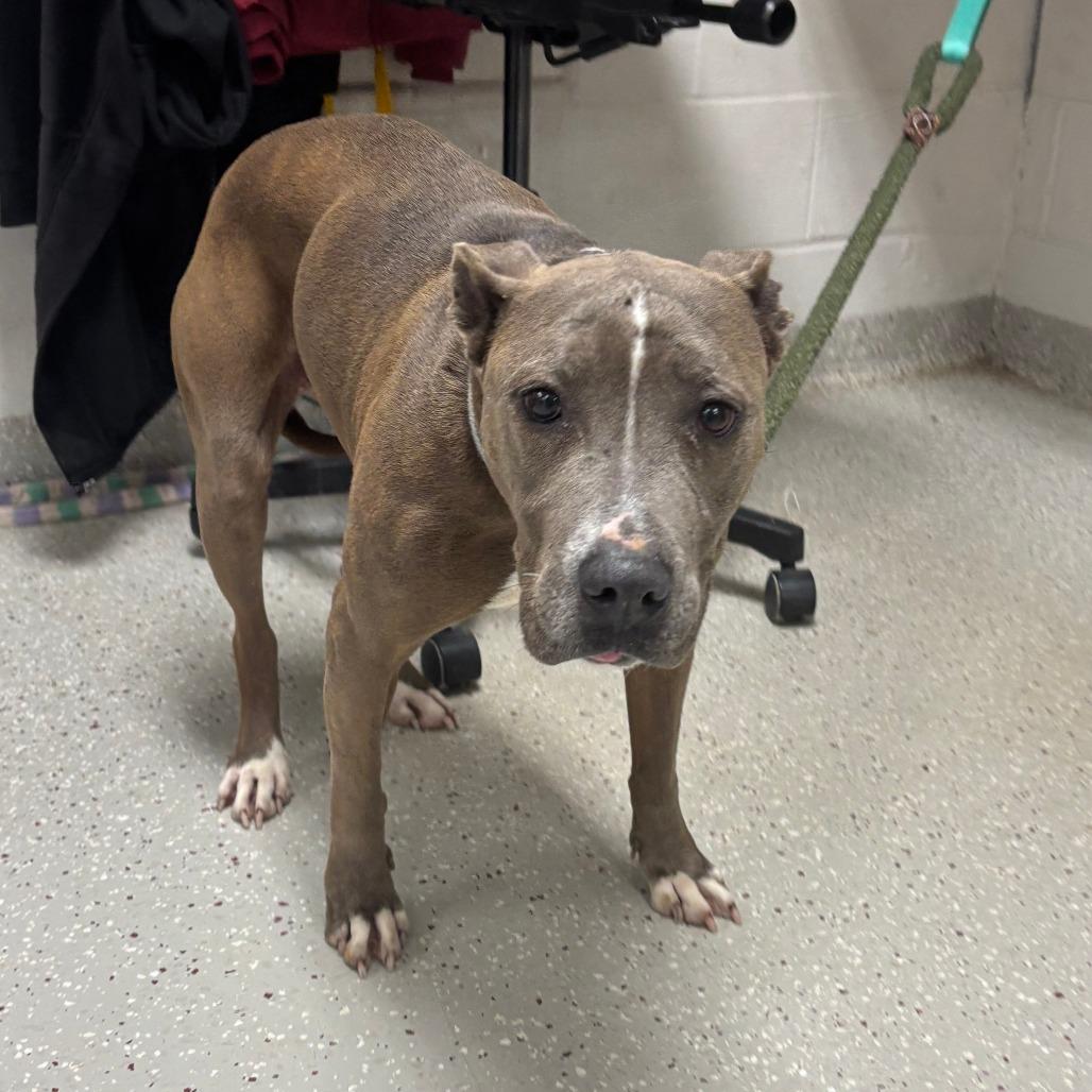 Chrissy — thumbnail 2