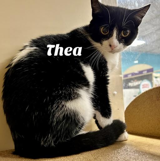 Enlarge Thea, a Adoptable Domestic Short Hair in Owasso, OK image 1/1