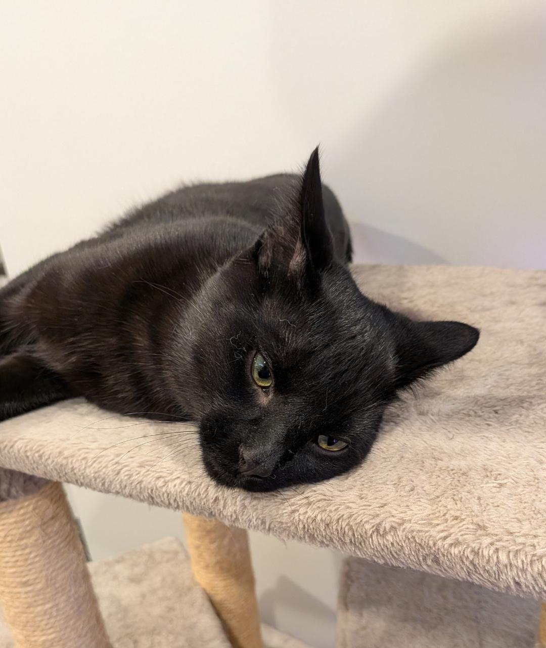 Enlarge Buddy, an adopted Domestic Short Hair in Hamilton, ON image 3/3