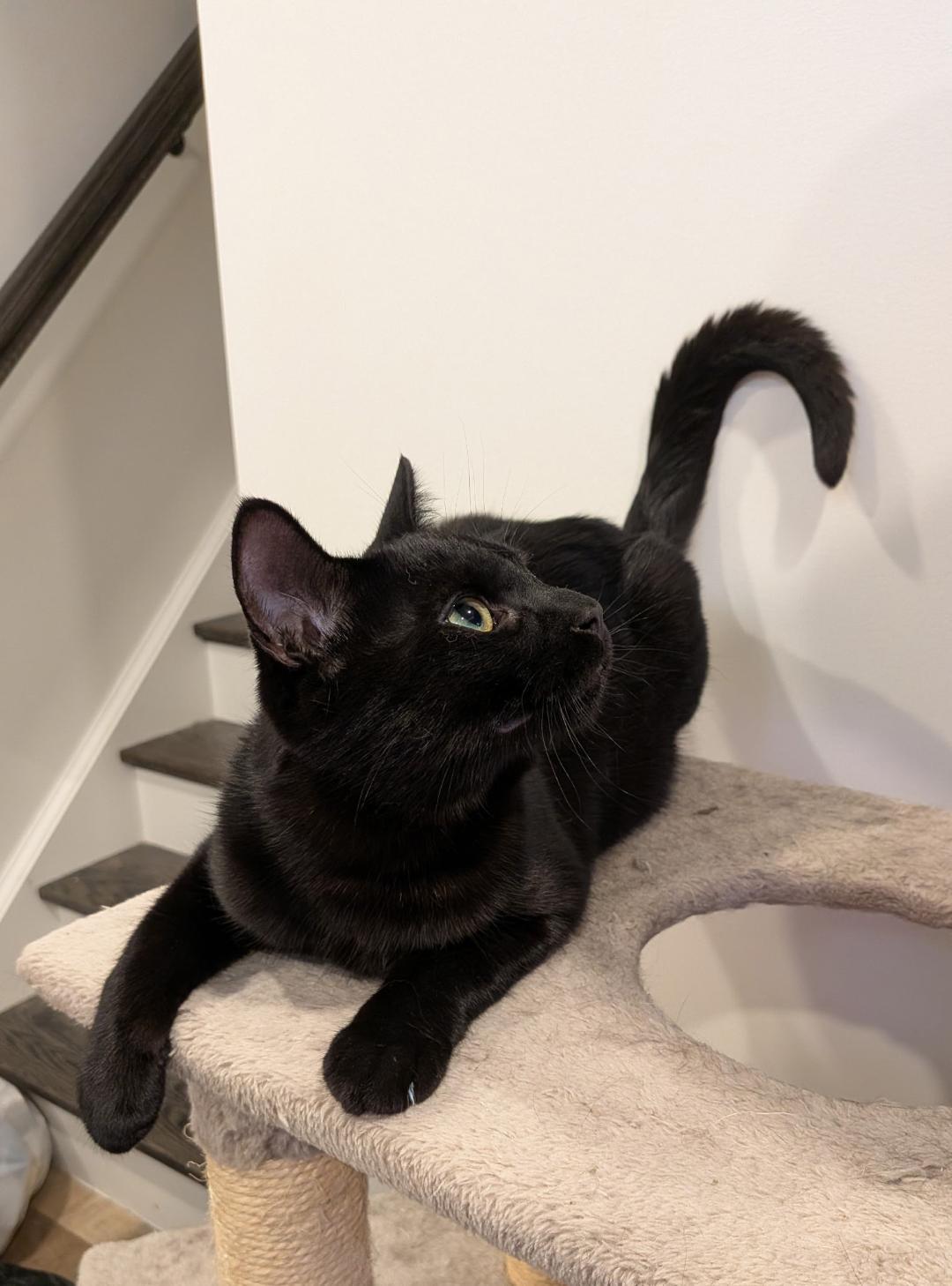 Enlarge Buddy, an adopted Domestic Short Hair in Hamilton, ON image 1/3