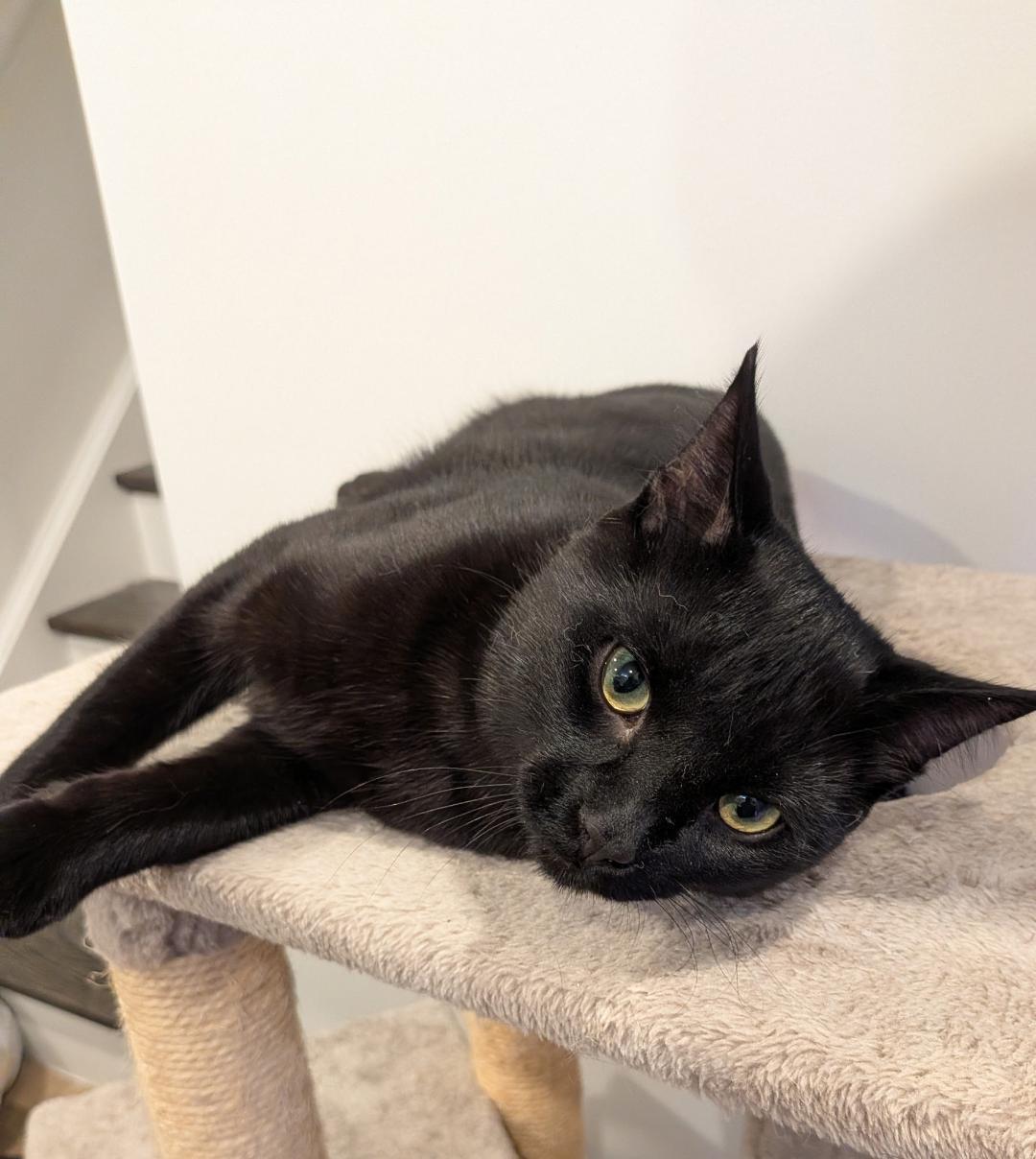 Enlarge Buddy, an adopted Domestic Short Hair in Hamilton, ON image 2/3