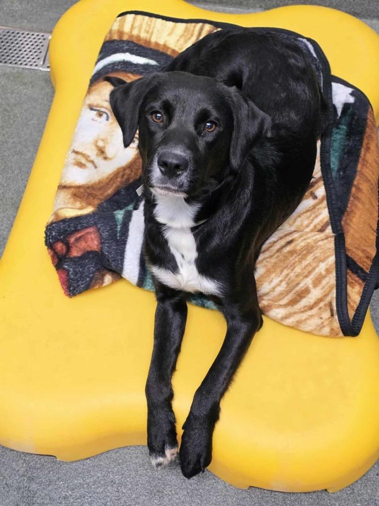 Thurkauf / Tess, a Adoptable mixed breed in Broomfield, CO image 1/2