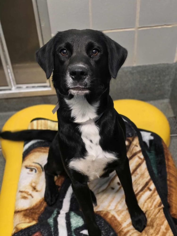 Thurkauf / Tess, a Adoptable mixed breed in Broomfield, CO image 2/2