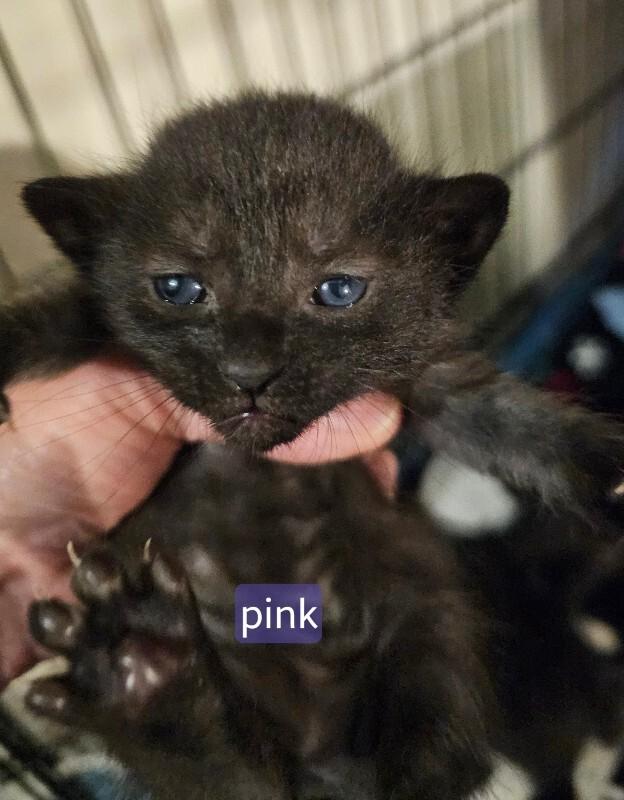 Unity, Adoptable, Kitten Female Domestic Short Hair.
