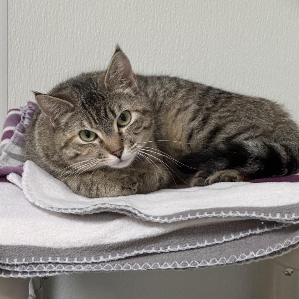 Enlarge Purry, a Adoptable Domestic Short Hair in Fort Bragg, CA image 1/2