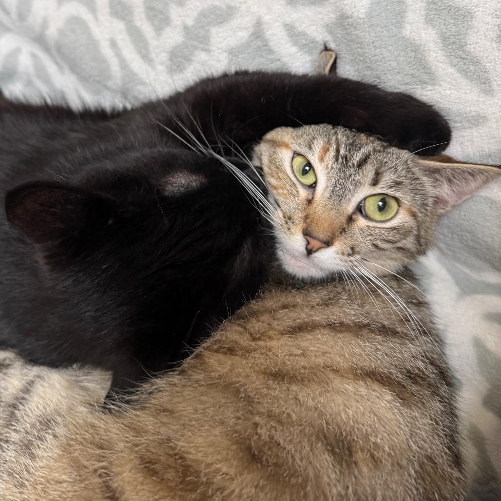 Enlarge Purry, a Adoptable Domestic Short Hair in Fort Bragg, CA image 2/4