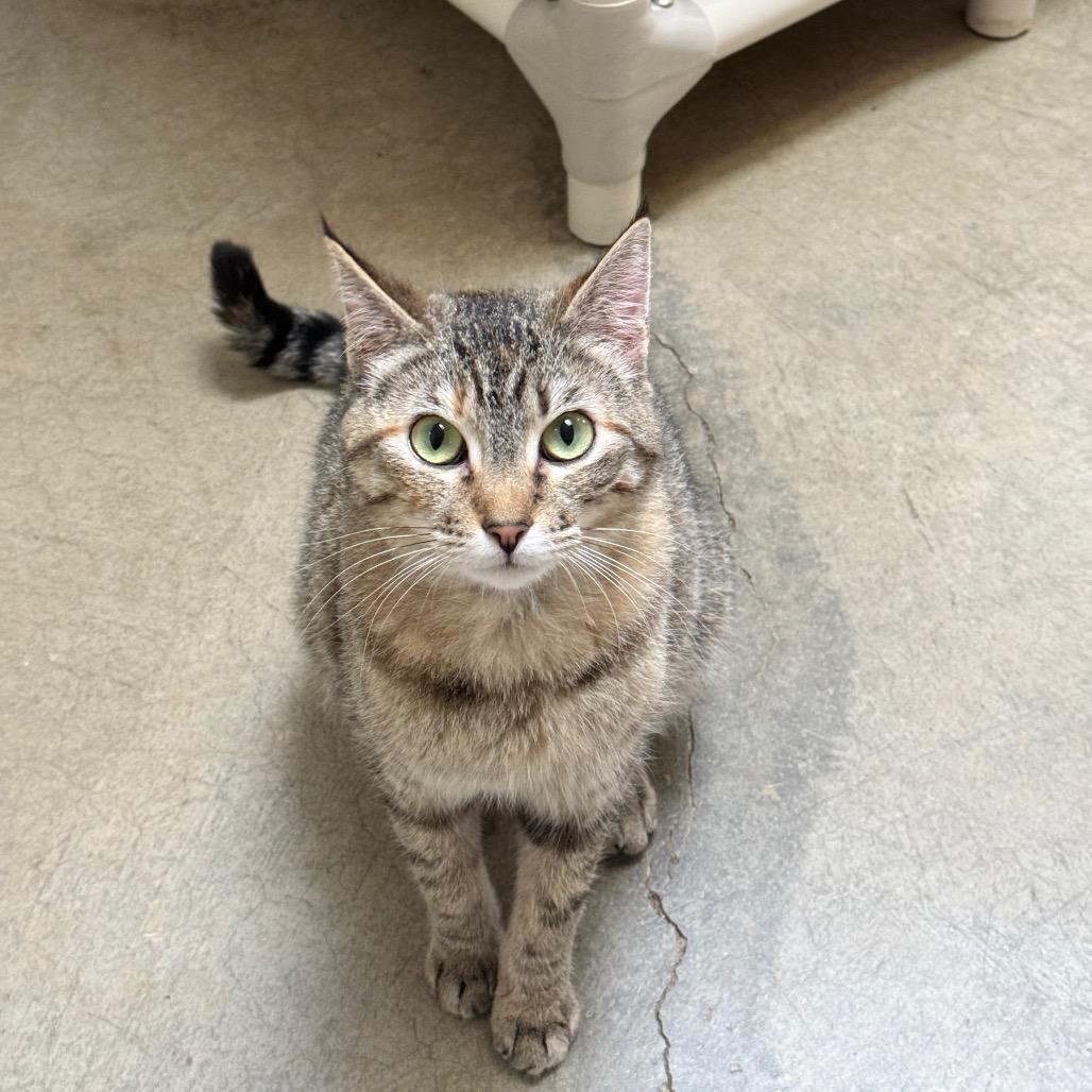 Enlarge Purry, a Adoptable Domestic Short Hair in Fort Bragg, CA image 3/4
