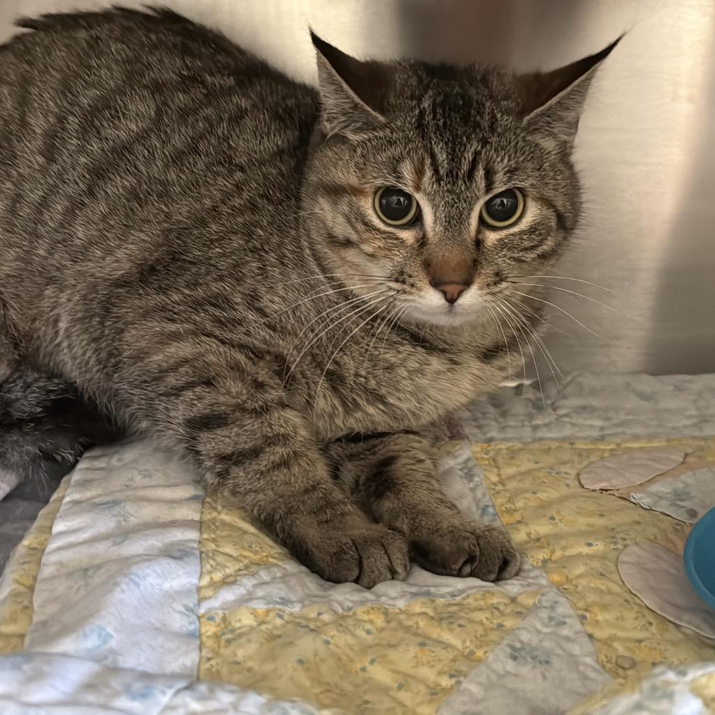 Enlarge Purry, a Adoptable Domestic Short Hair in Fort Bragg, CA image 1/1