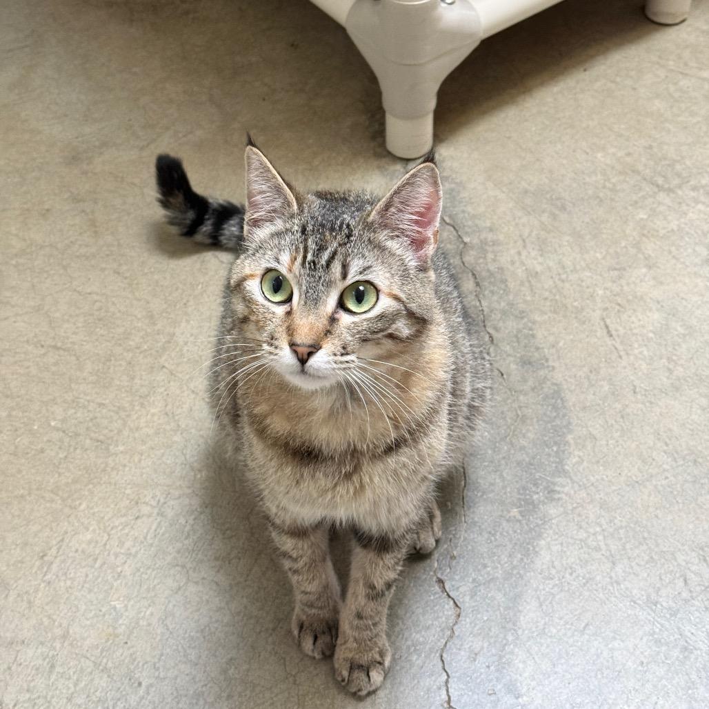 Enlarge Purry, a Adoptable Domestic Short Hair in Fort Bragg, CA image 4/4