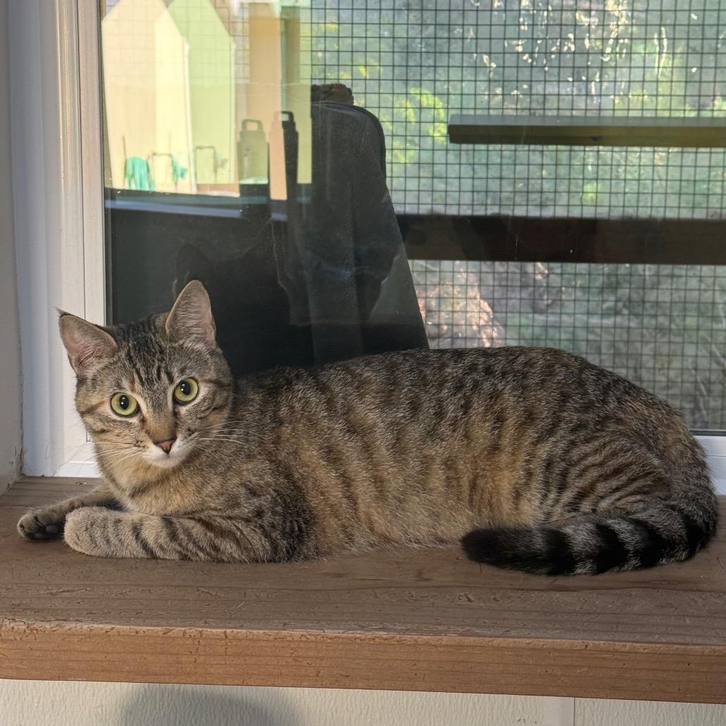 Purry, a Adoptable Domestic Short Hair in Fort Bragg, CA image 5/5