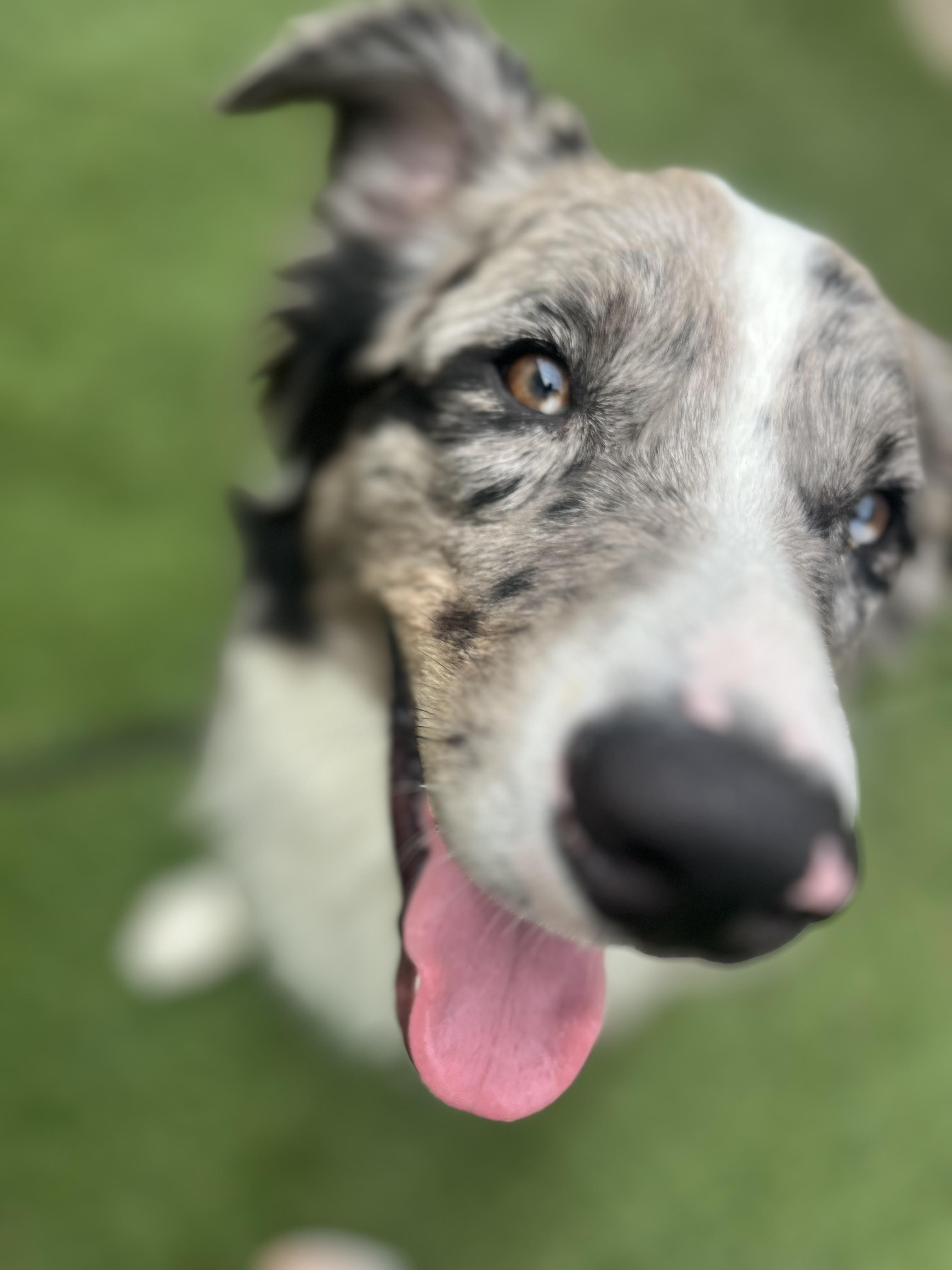 Enlarge Barry, a ADOPTABLE Australian Shepherd in Lexington, KY image 2/4