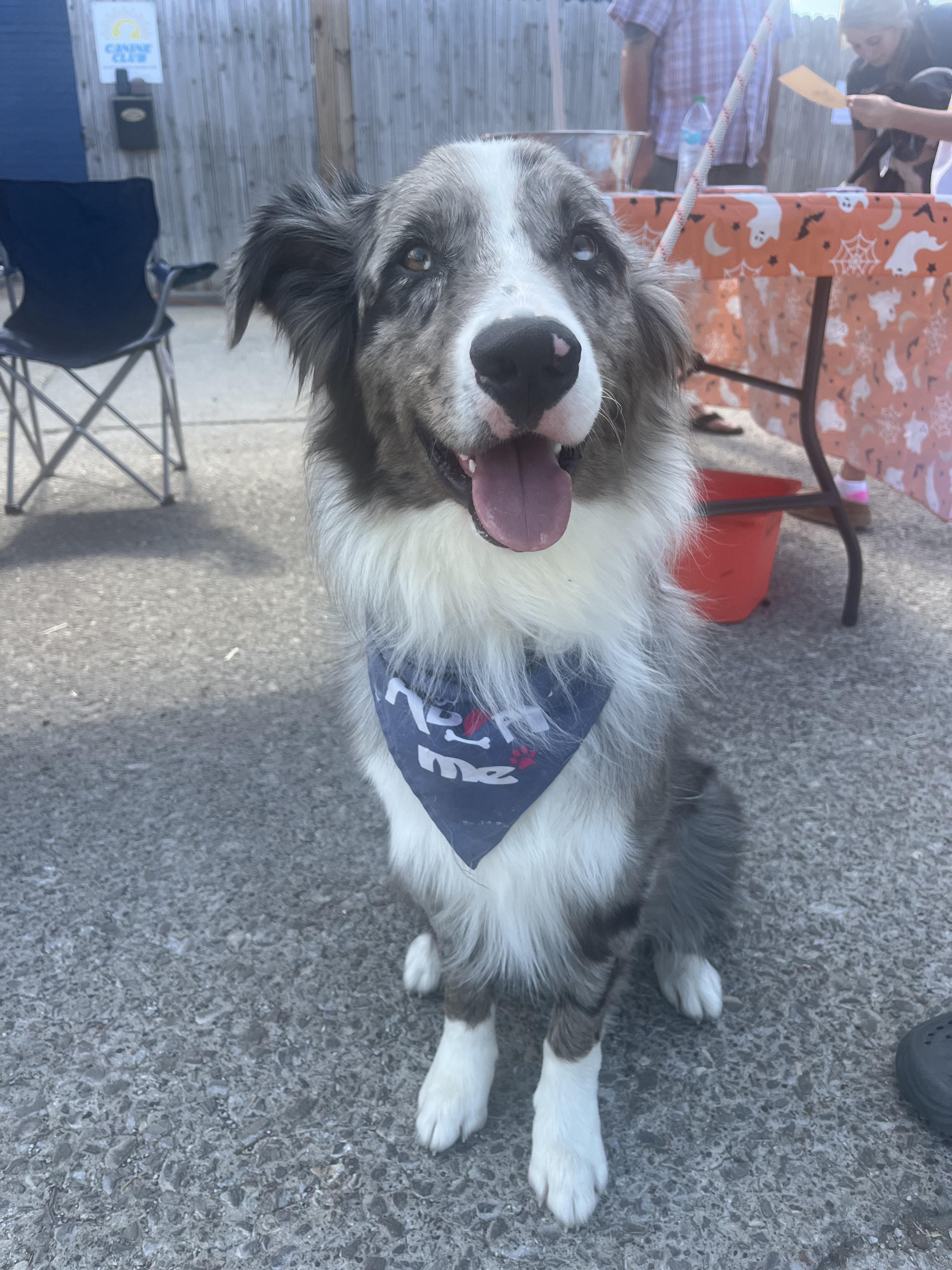 Enlarge Barry, a ADOPTABLE Australian Shepherd in Lexington, KY image 3/4