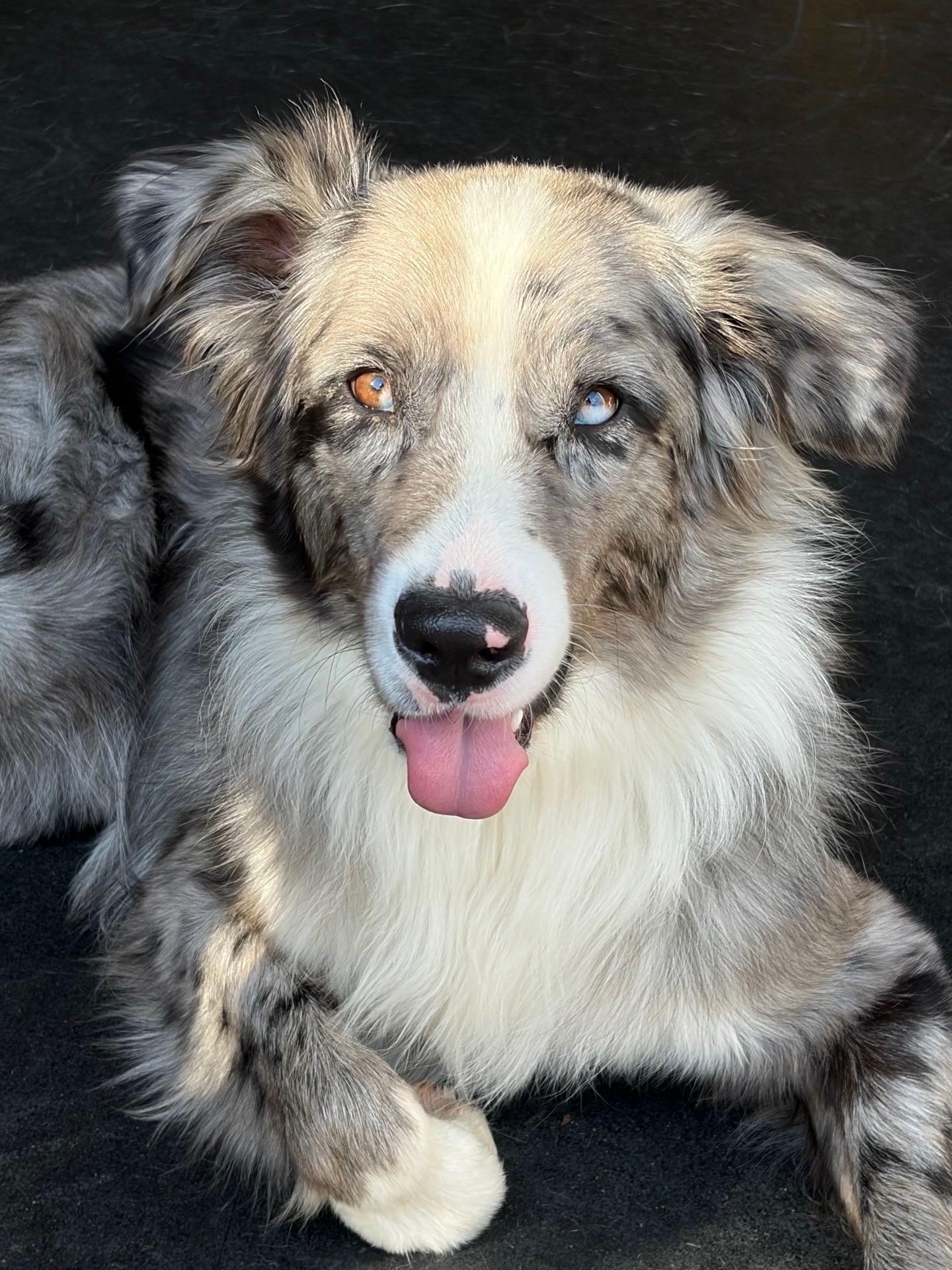 Barry, ADOPTABLE, Young Male Australian Shepherd.