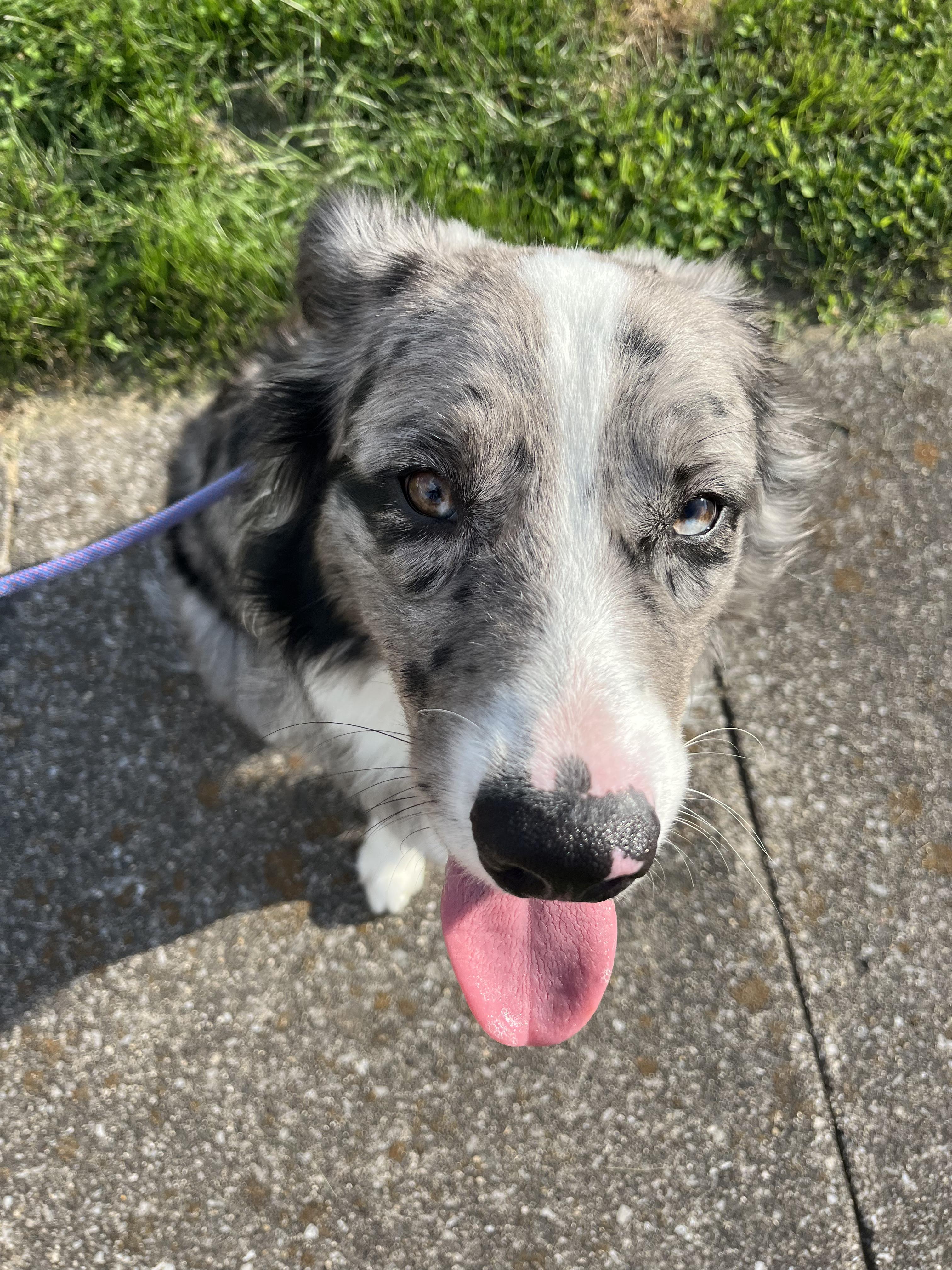 Enlarge Barry, a ADOPTABLE Australian Shepherd in Lexington, KY image 4/4