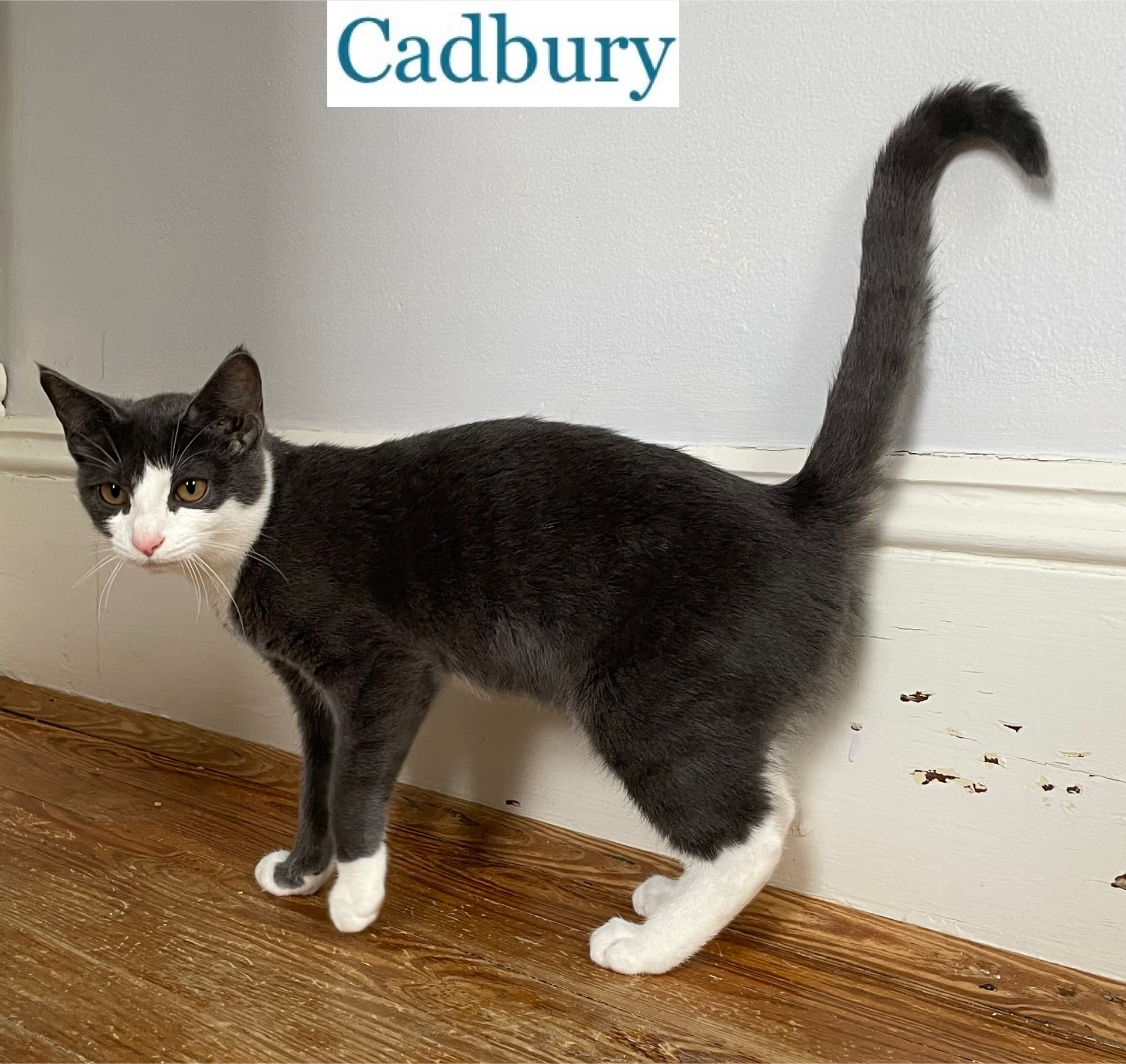 Cat for adoption Cadbury, a Domestic Short Hair in Berkeley Springs