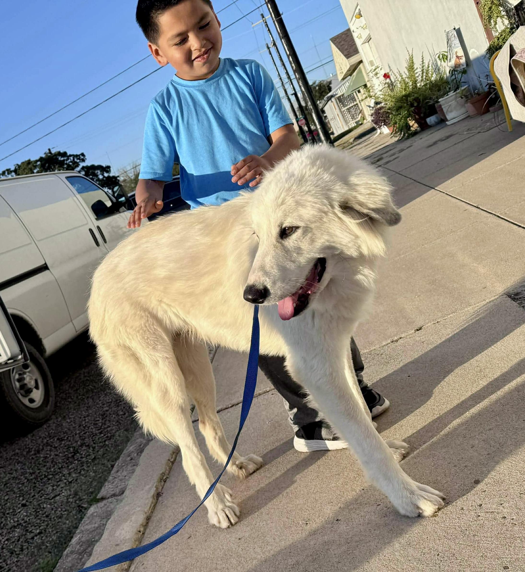 Dak, Adoptable, Young Male Golden Retriever & Great Pyrenees.