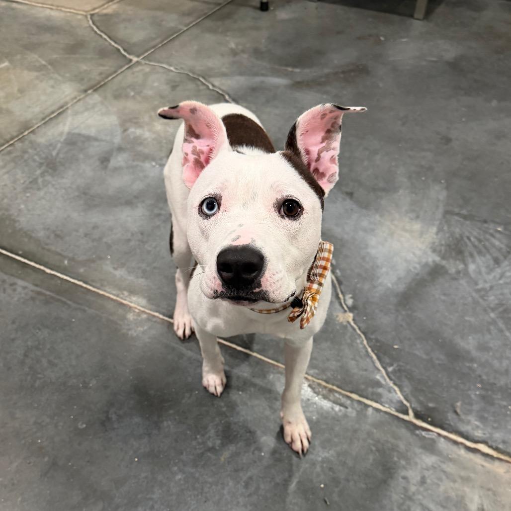 Enlarge Poppy, a Adoptable mixed breed in Fairmont, WV image 1/5