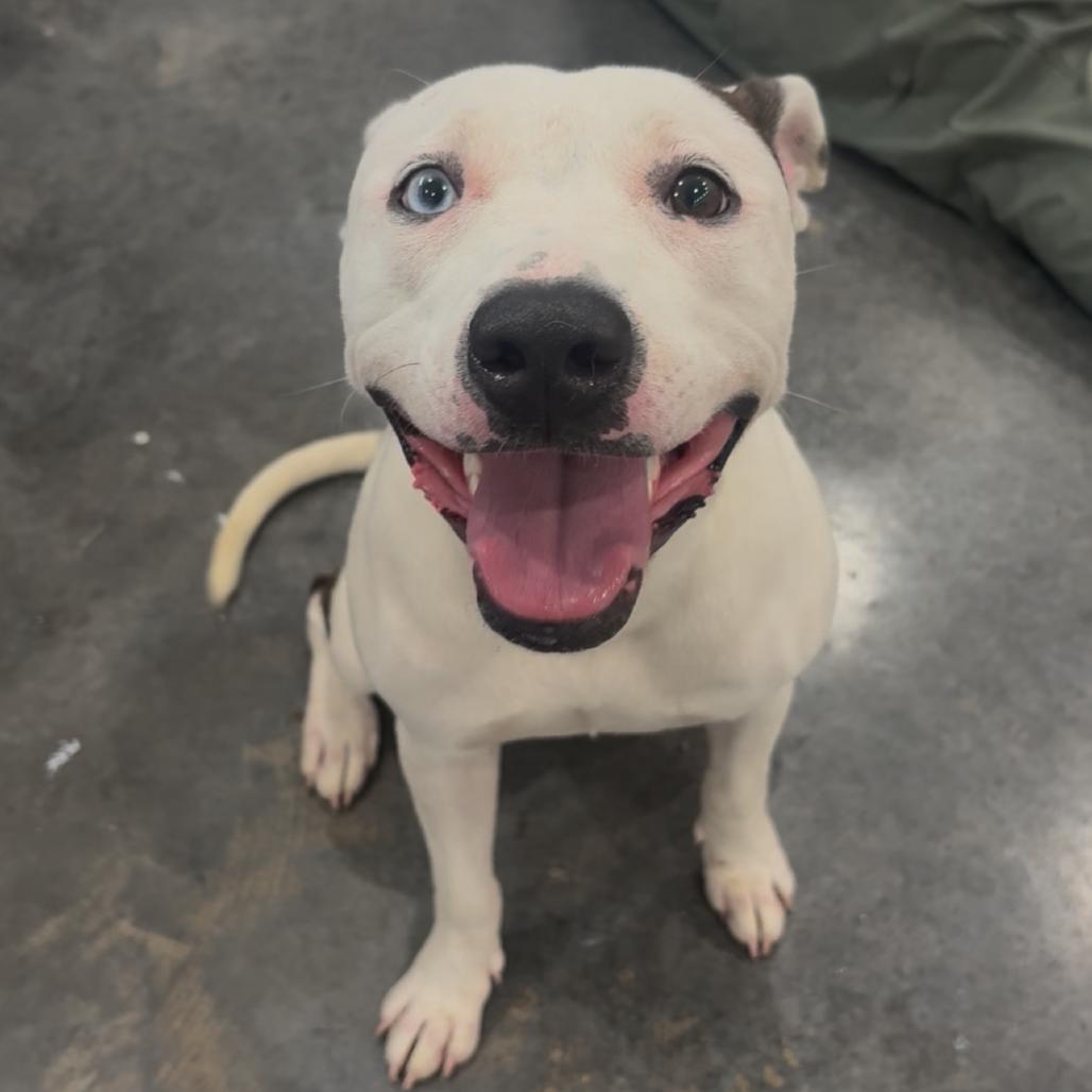 Enlarge Poppy, a Adoptable mixed breed in Fairmont, WV image 2/5