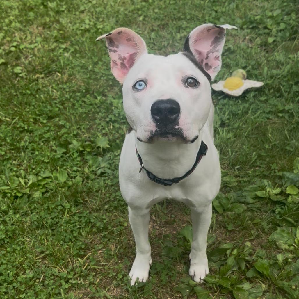 Enlarge Poppy, a Adoptable mixed breed in Fairmont, WV image 3/5