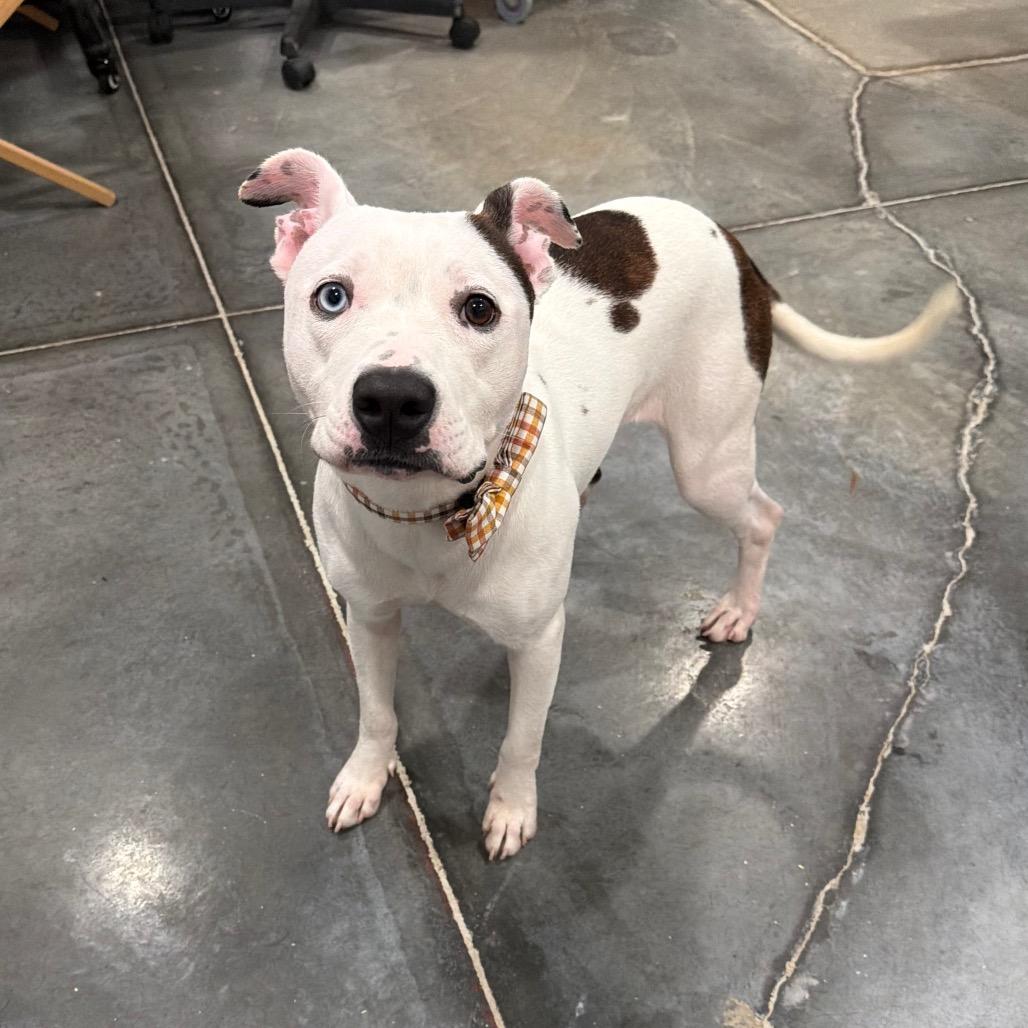Enlarge Poppy, a Adoptable mixed breed in Fairmont, WV image 4/5