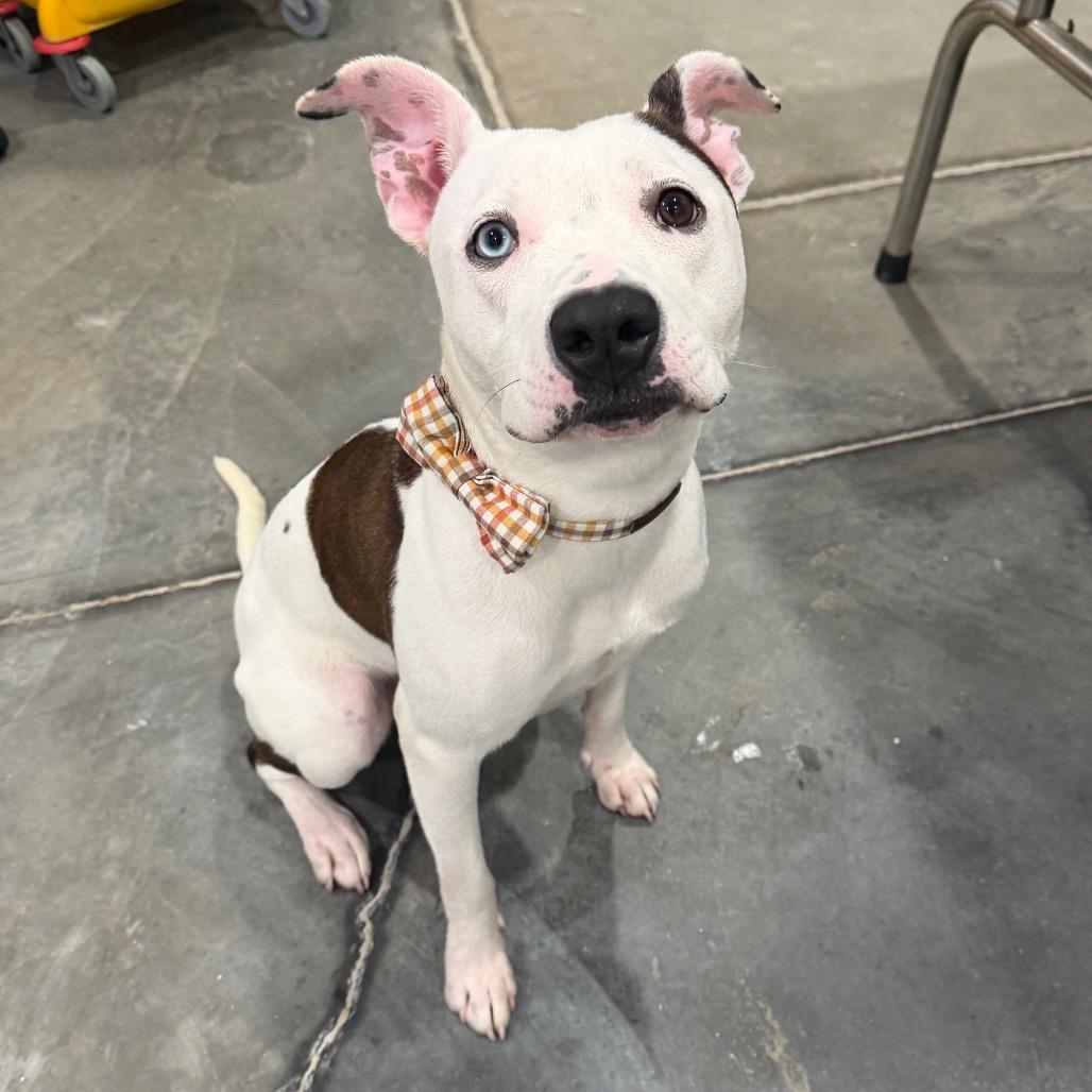 Enlarge Poppy, a Adoptable mixed breed in Fairmont, WV image 5/5