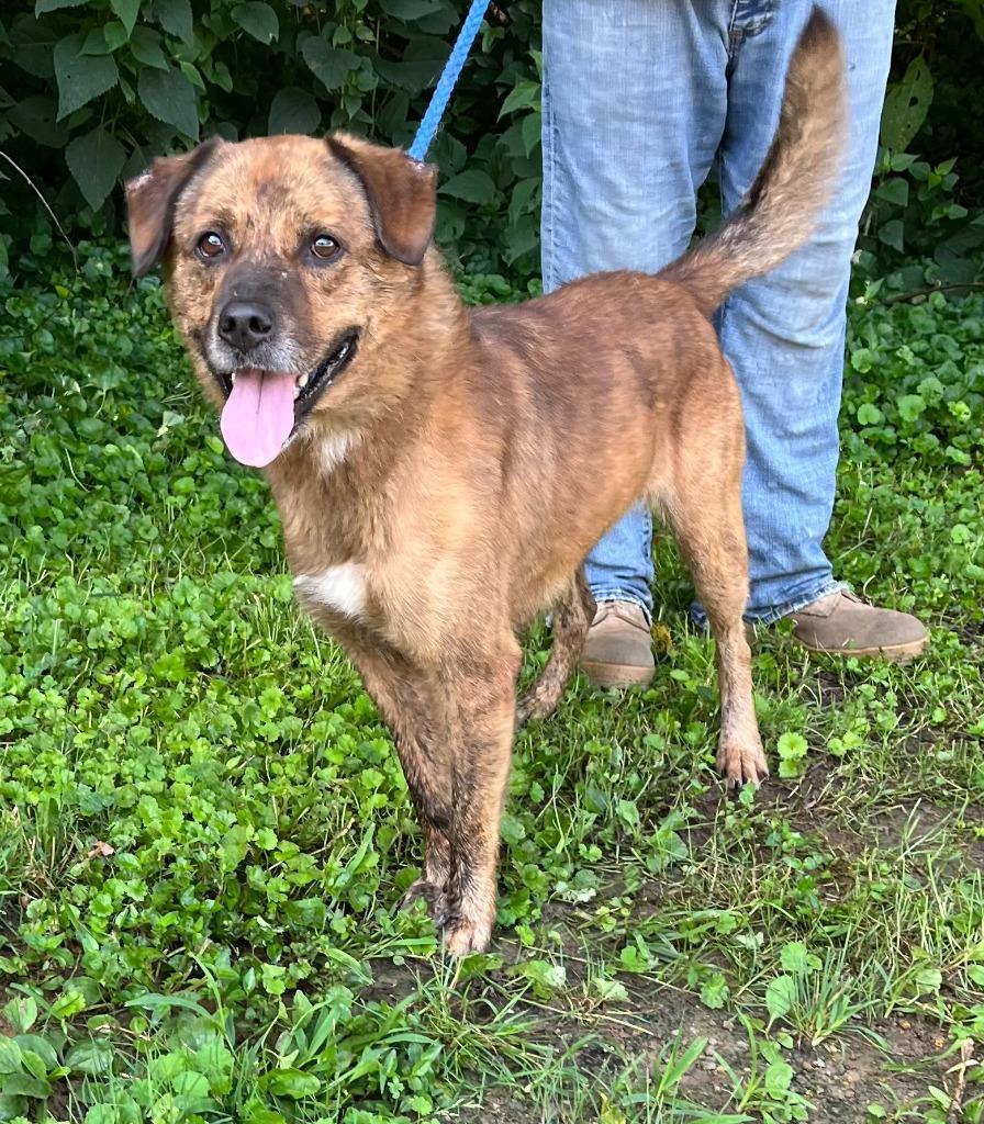 Duke, a Adoptable mixed breed in Lawrenceburg, TN image 1/5