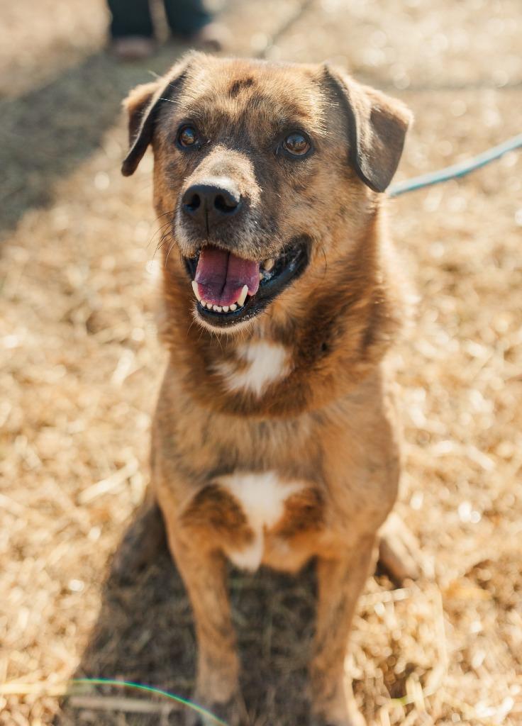 Duke, Adoptable, Adult Male Mixed Breed.