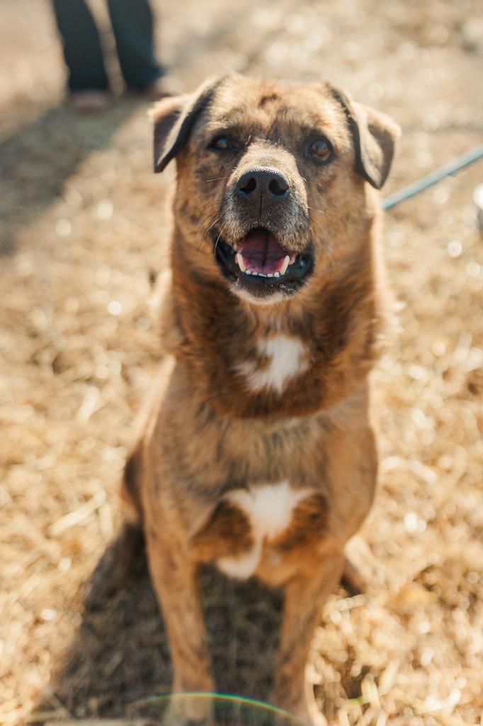 Duke, a Adoptable mixed breed in Lawrenceburg, TN image 4/5