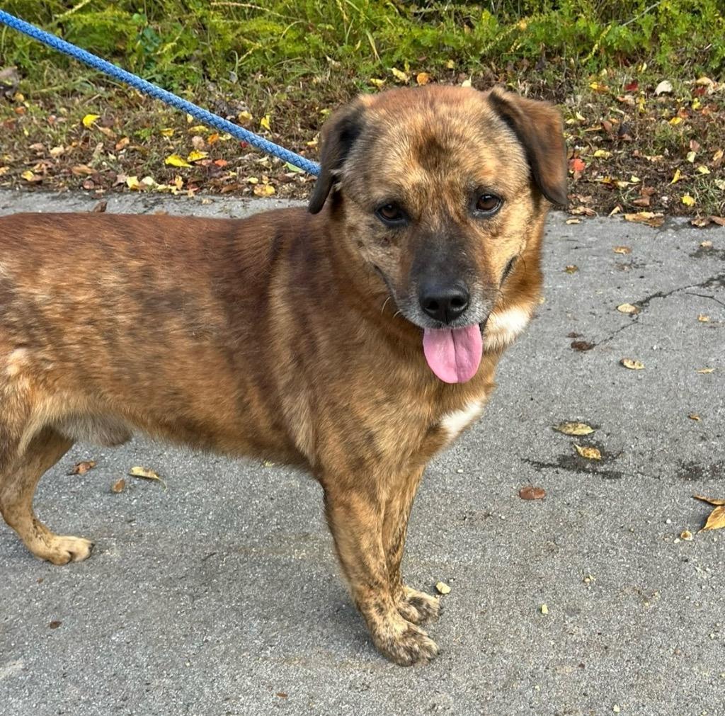 Duke, a Adoptable mixed breed in Lawrenceburg, TN image 3/5