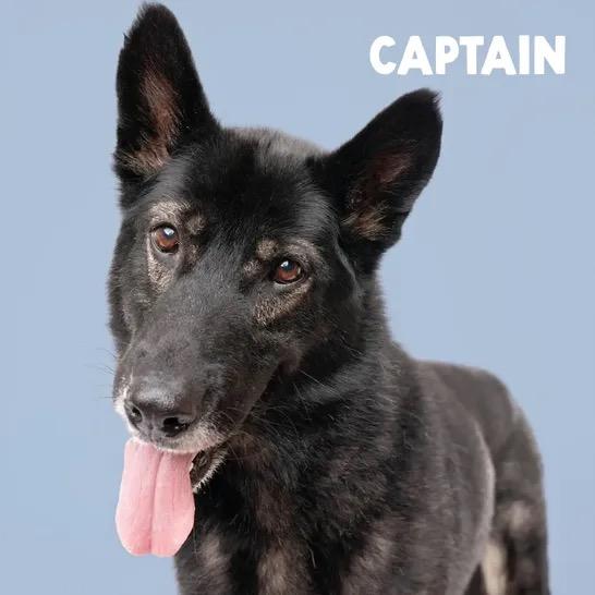 Captain, Adoptable, Adult Male Shepherd.