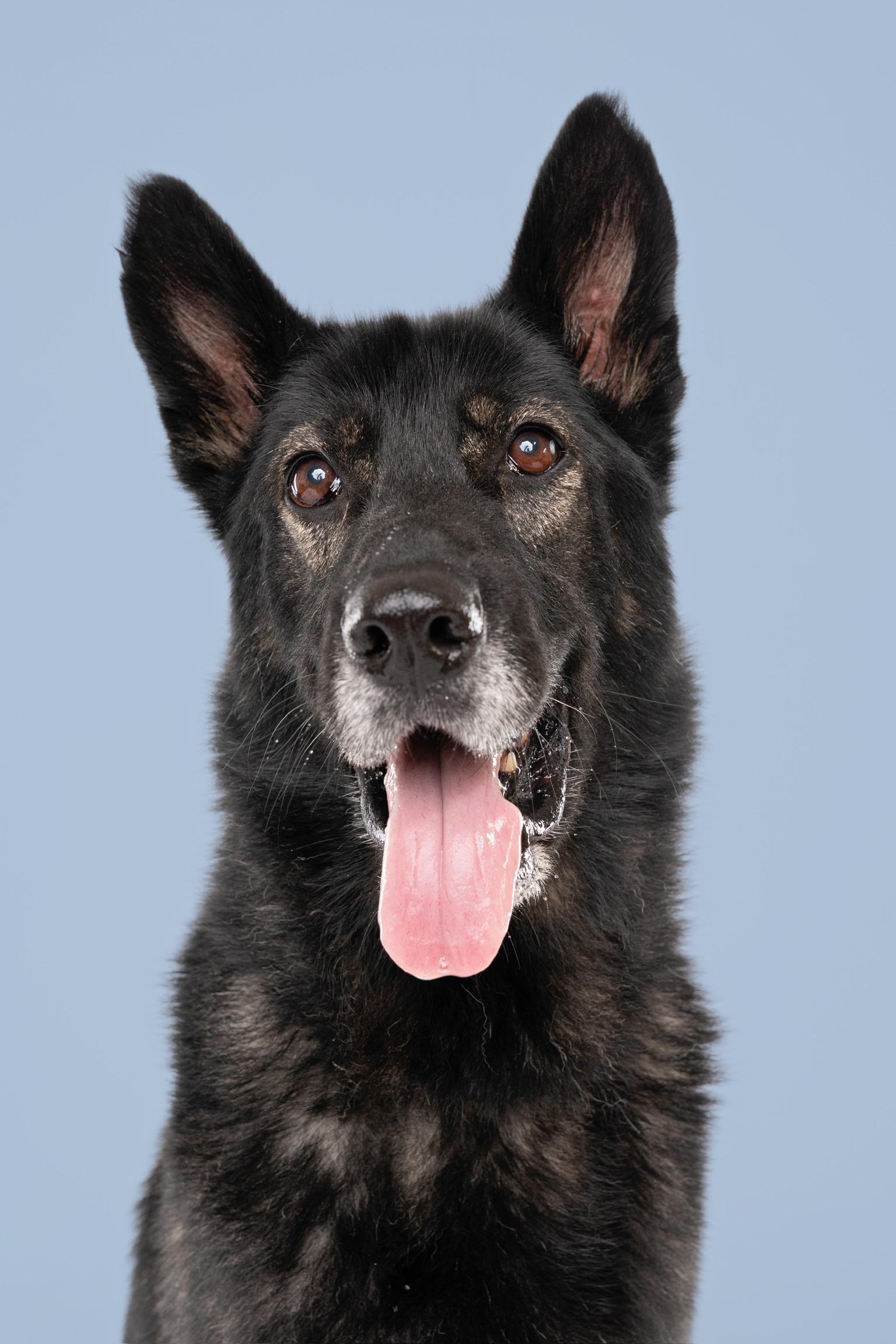 Captain, a Adoptable mixed breed in La Quinta , CA image 2/6