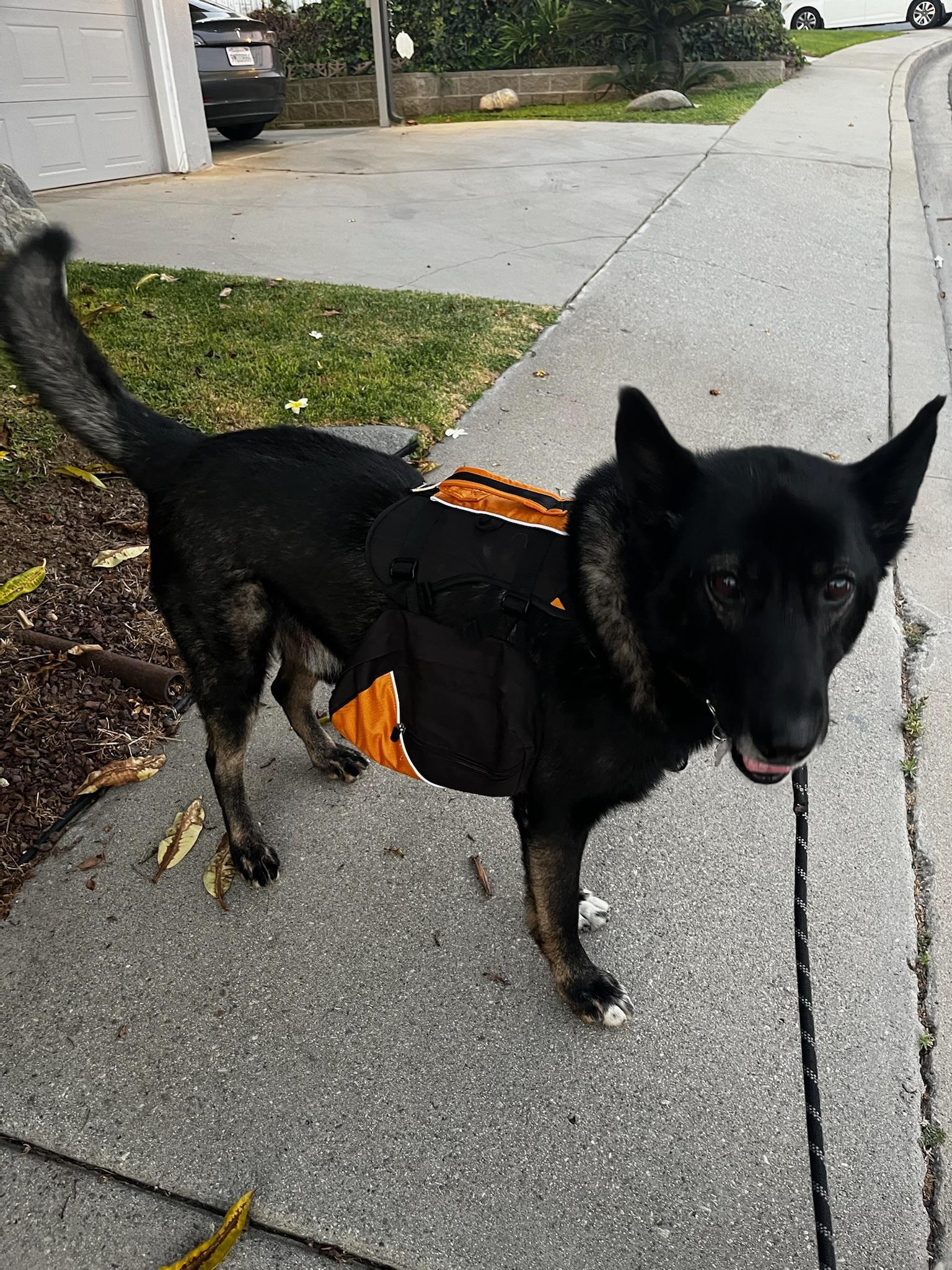Captain, a Adoptable mixed breed in La Quinta , CA image 6/6