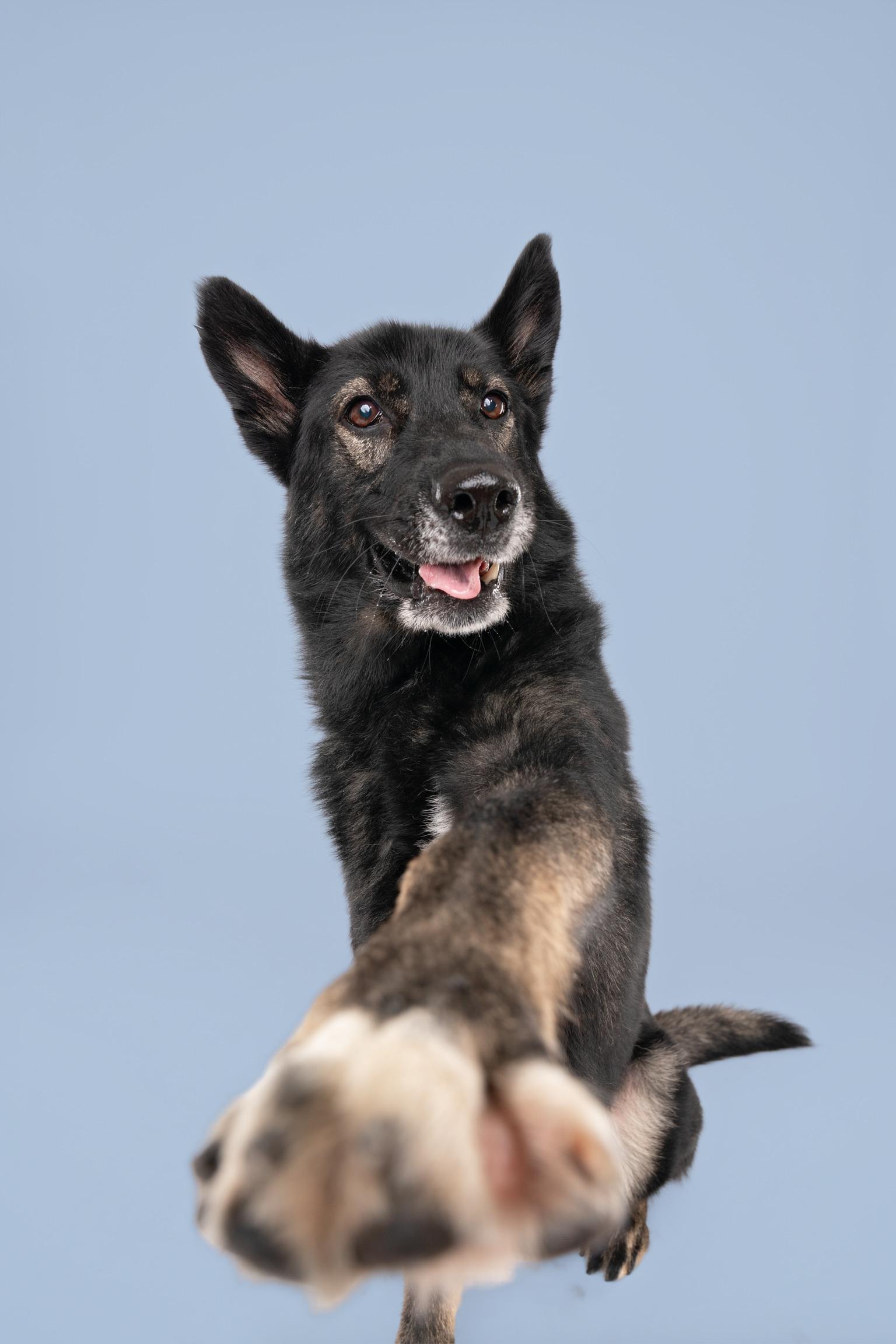 Captain, a Adoptable mixed breed in La Quinta , CA image 3/6