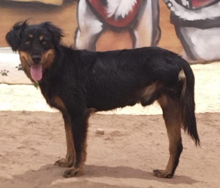 Coffee, an adoptable Mixed Breed in Cabo San Lucas, BCS, 23450 | Photo Image 1