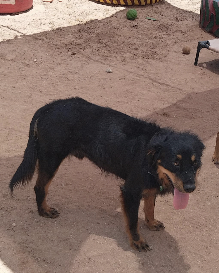 Coffee, an adoptable Mixed Breed in Cabo San Lucas, BCS, 23450 | Photo Image 2